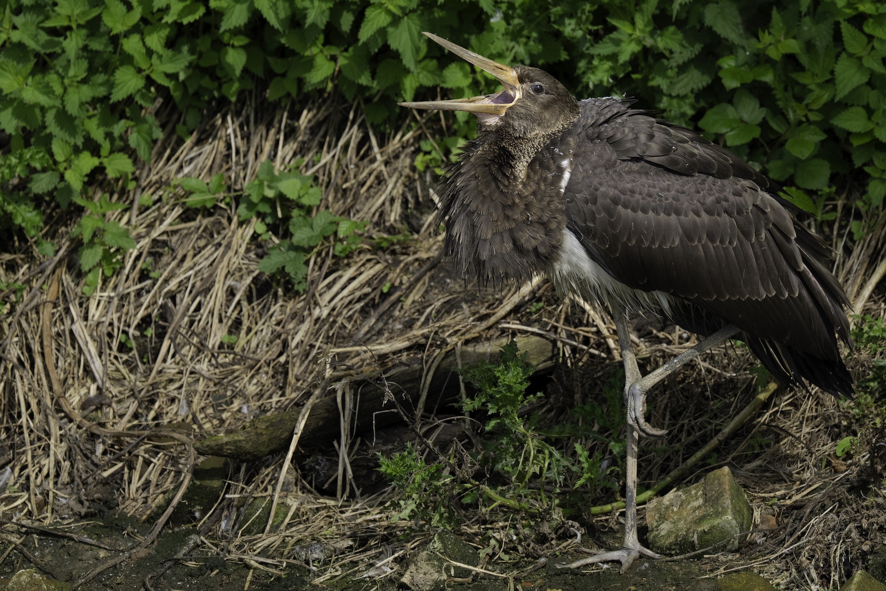 Black Stork