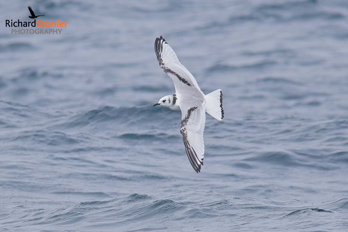 Kittiwake