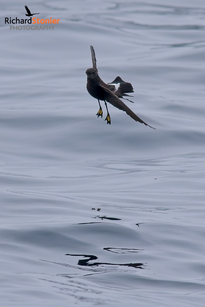 Wilson's Petrel