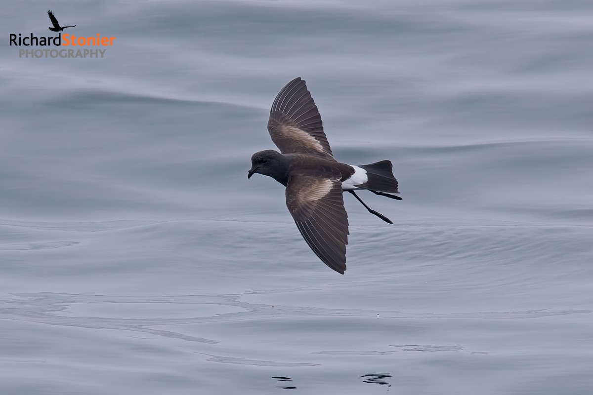 Wilson's Petrel