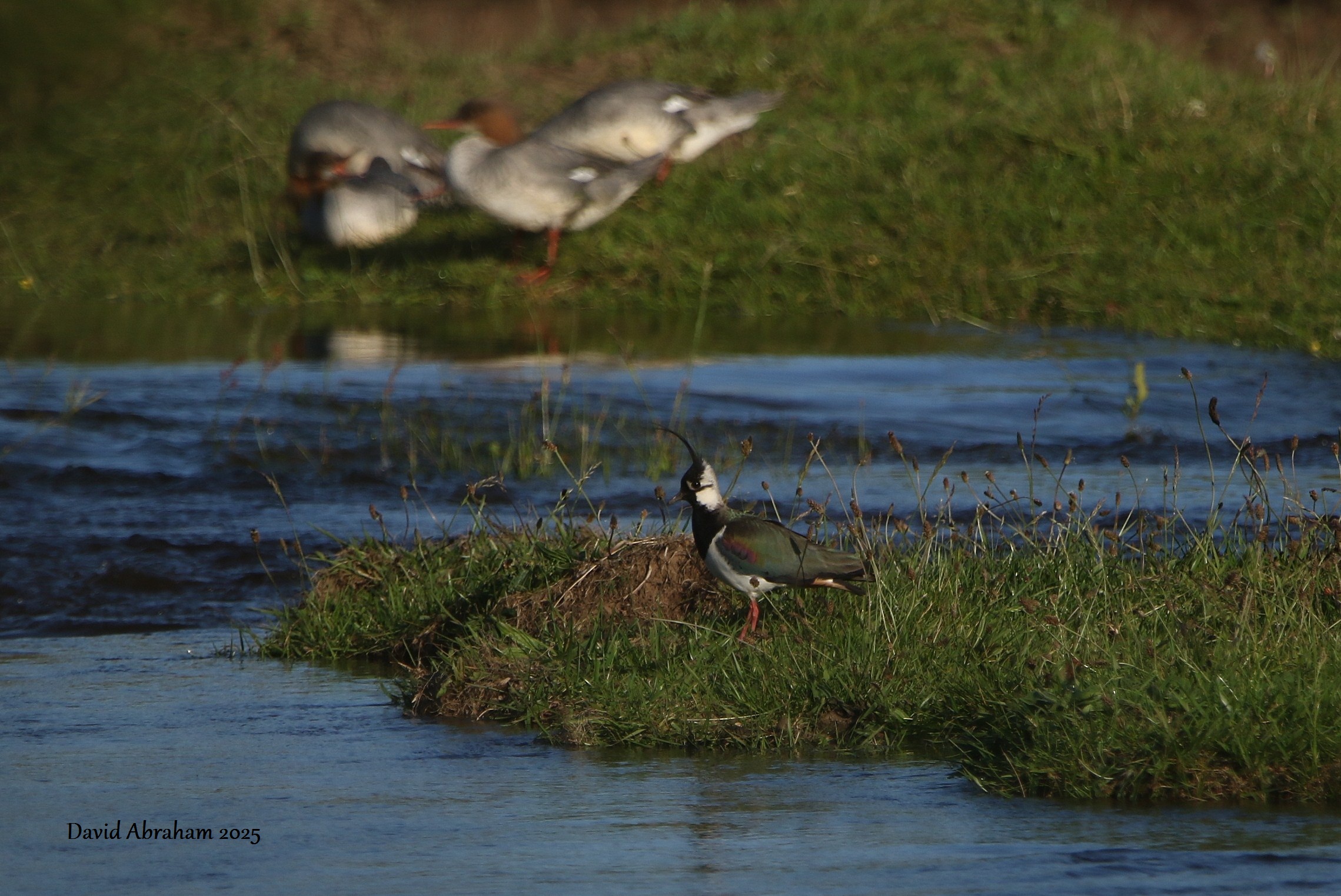 Lapwing 