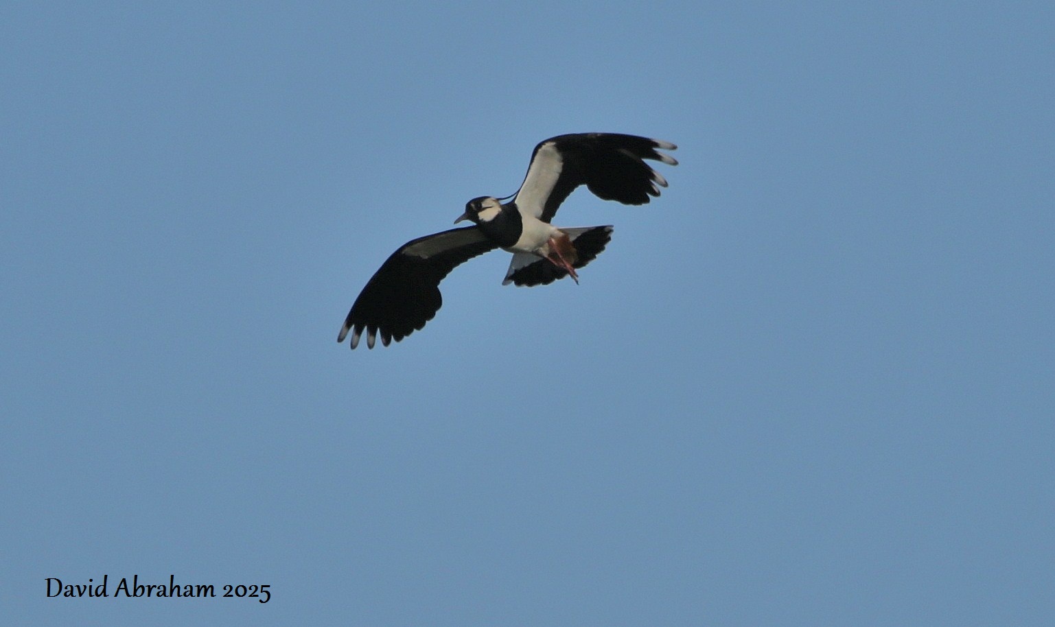 Lapwing 