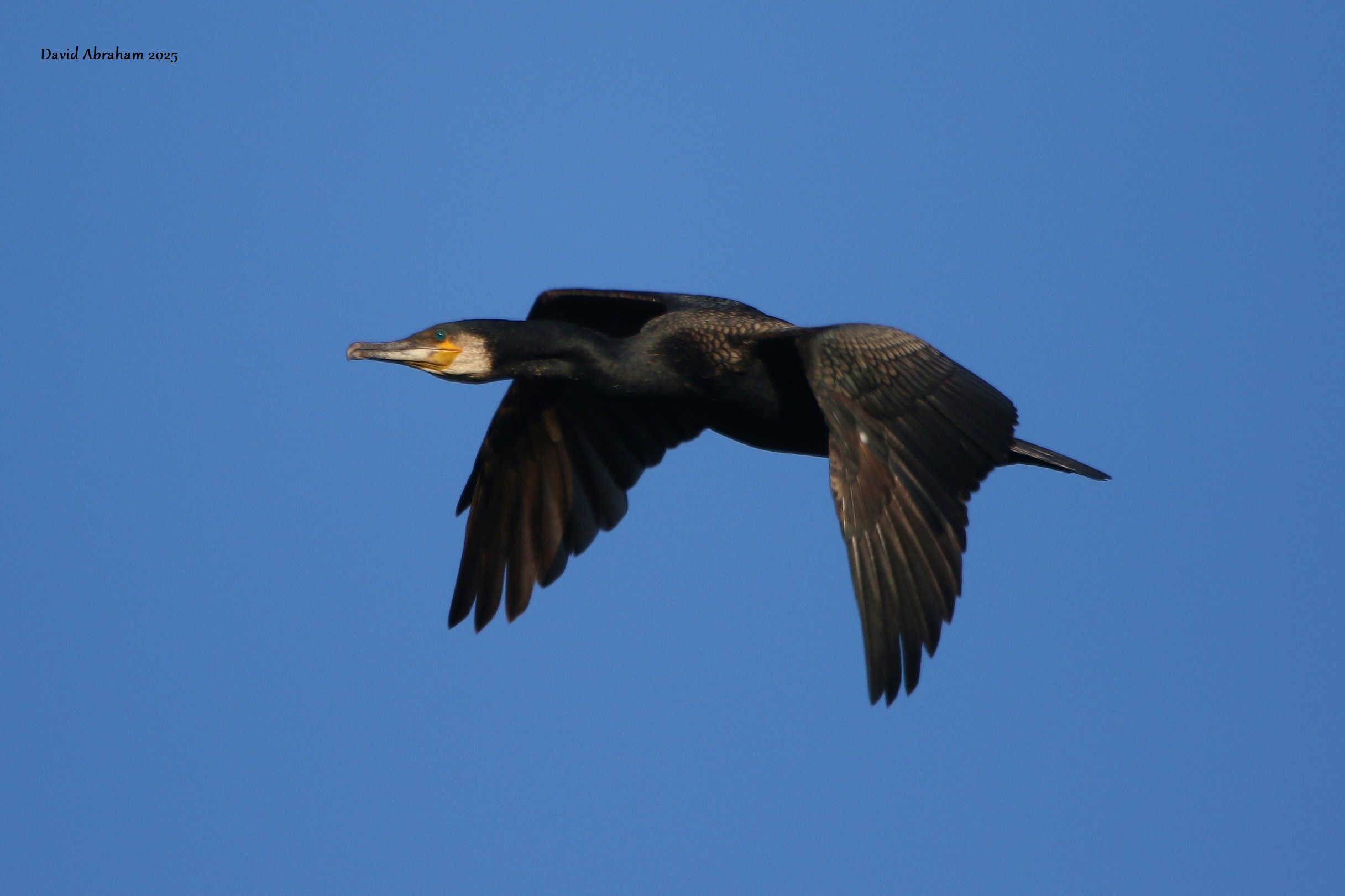 Cormorant 