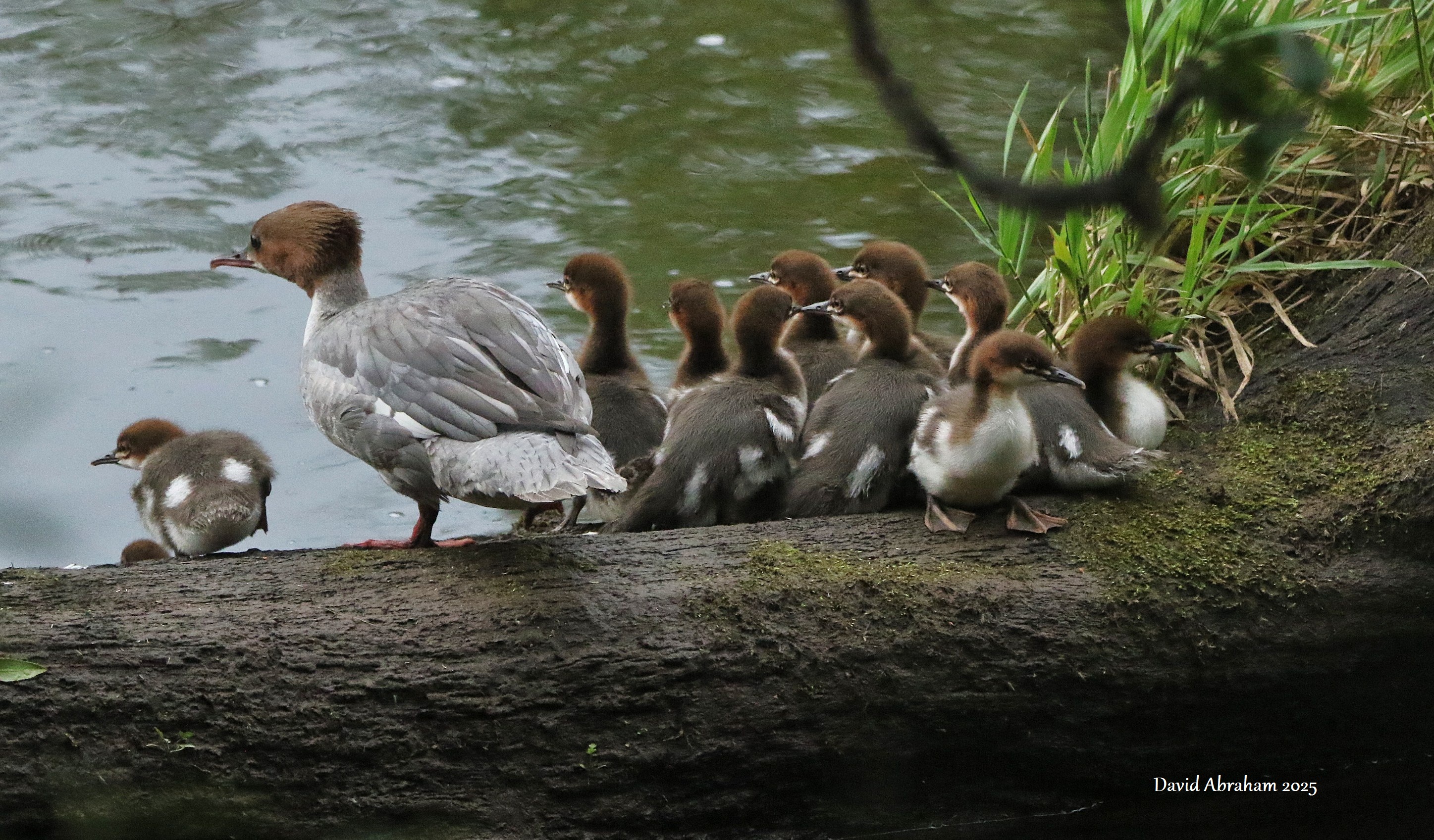 Goosander 