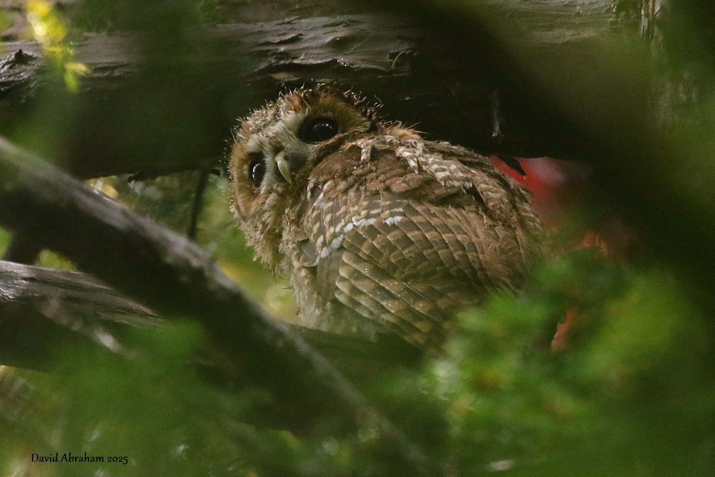 Tawny Owl 