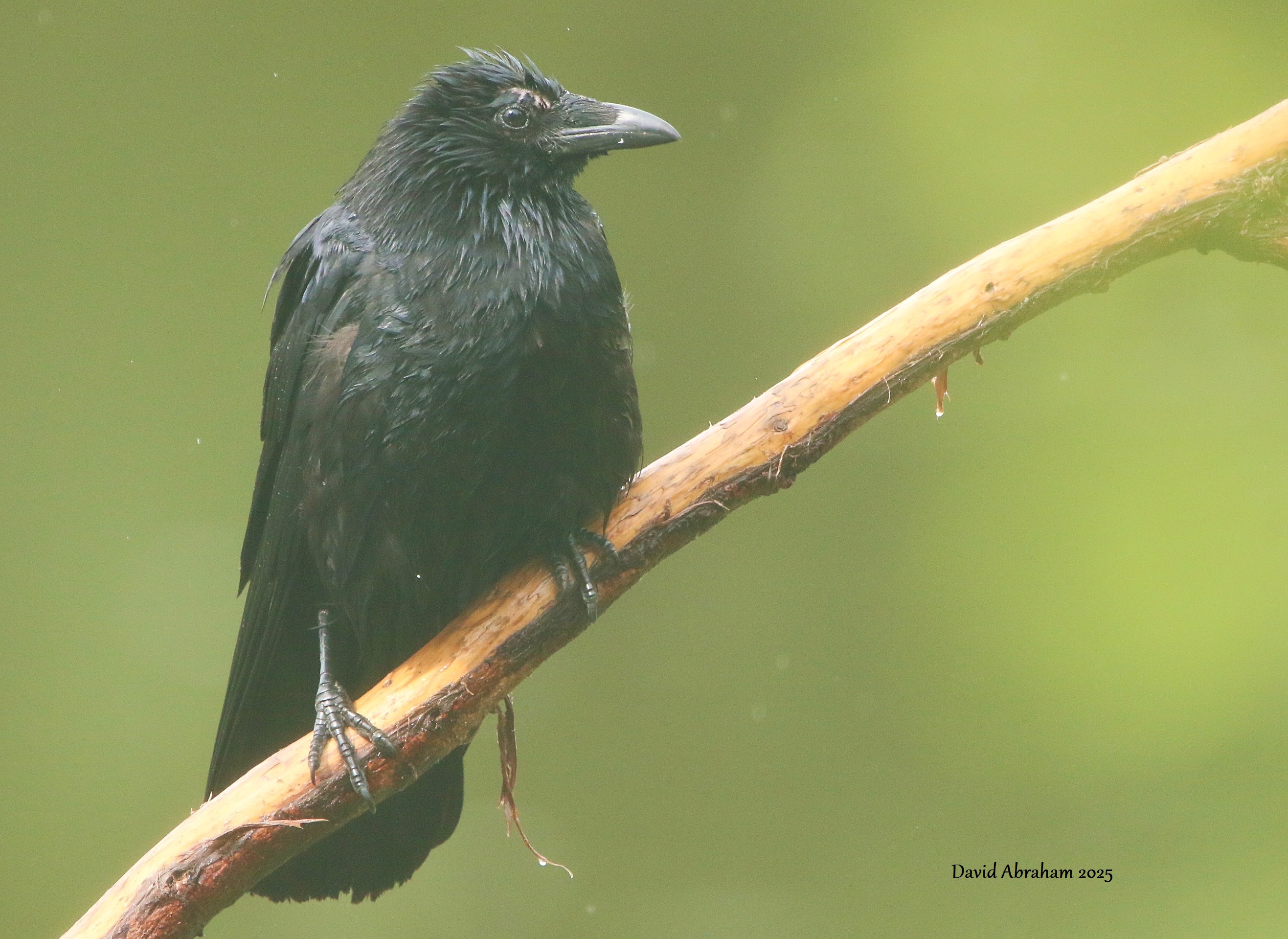 Carrion Crow 