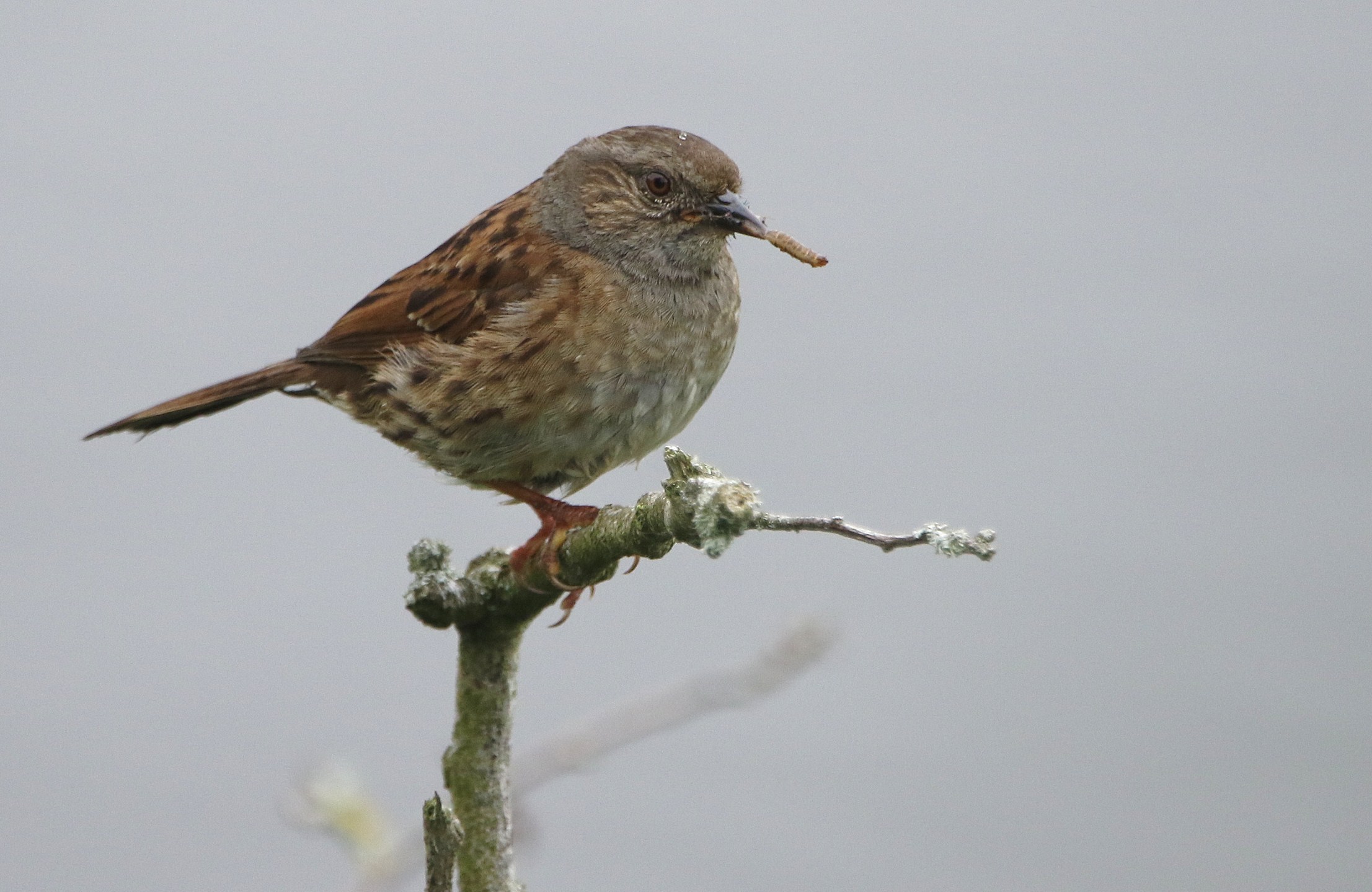 Dunnock 