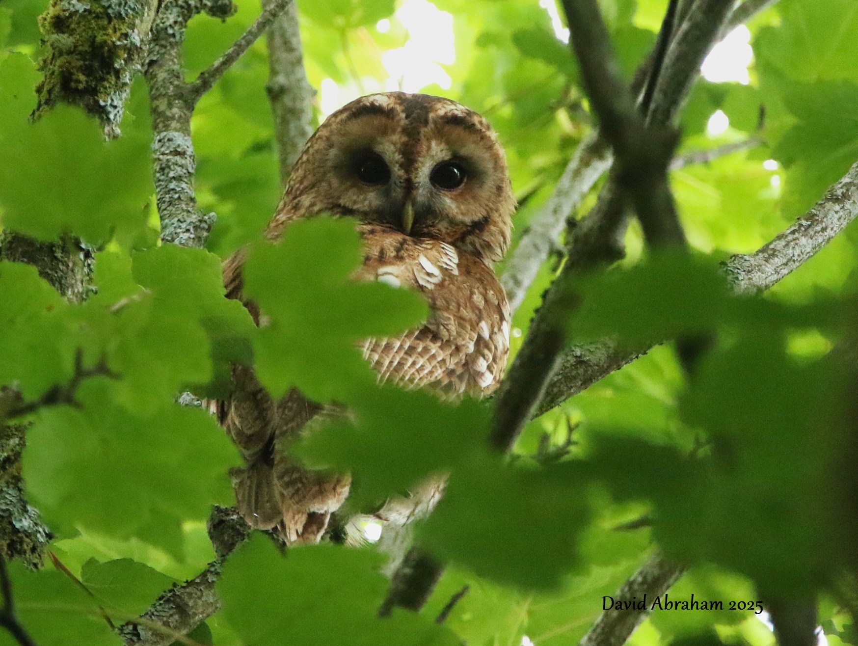 Tawny Owl 
