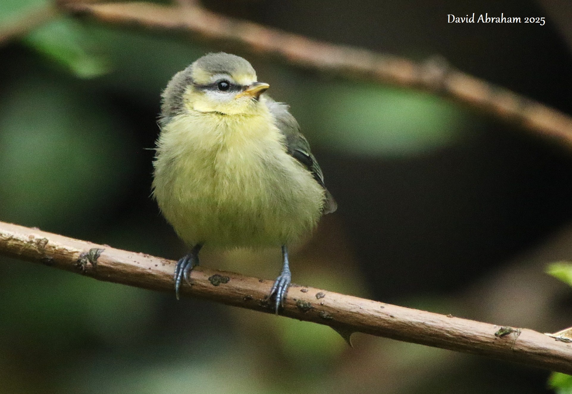 Blue Tit 
