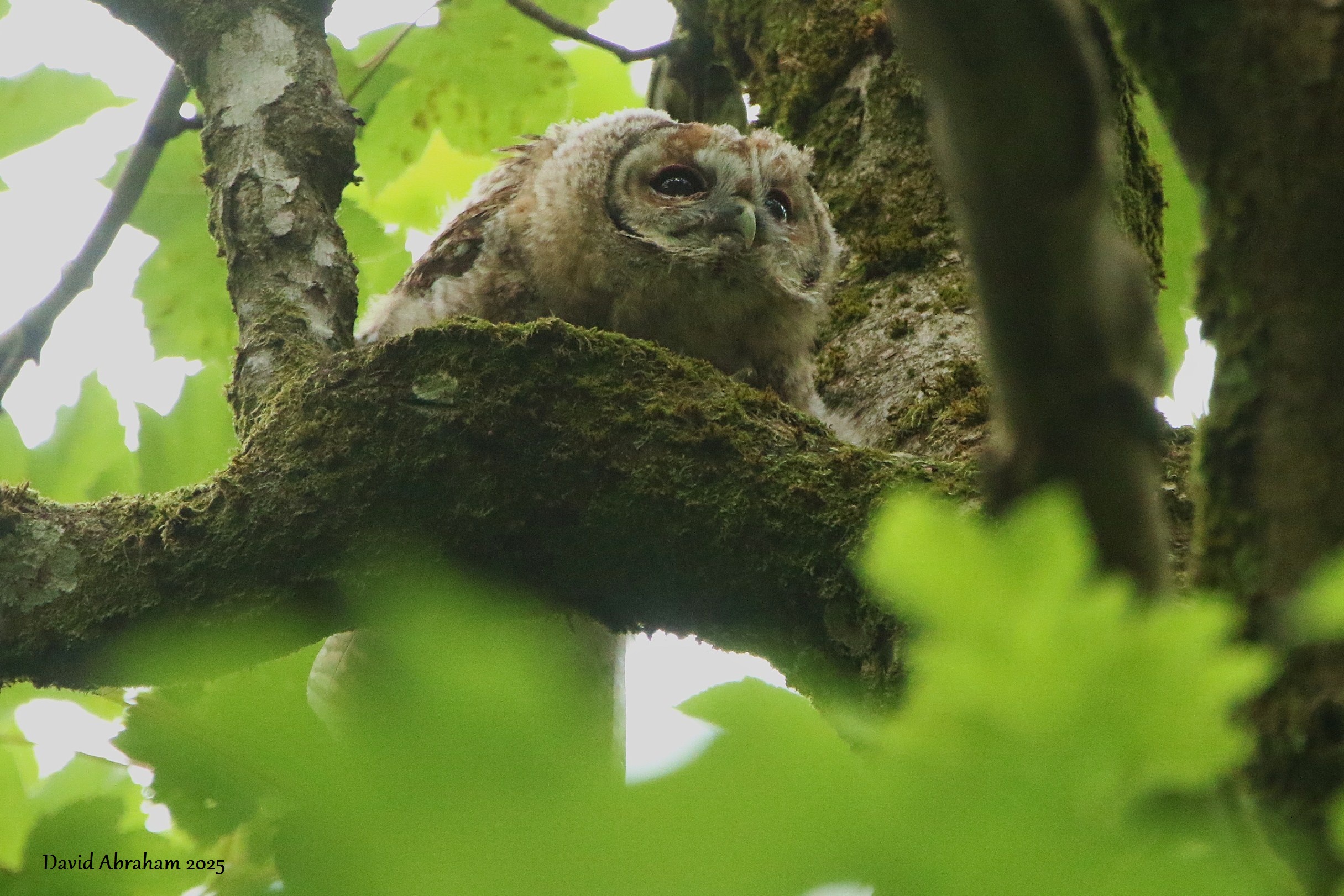 Tawny Owl 