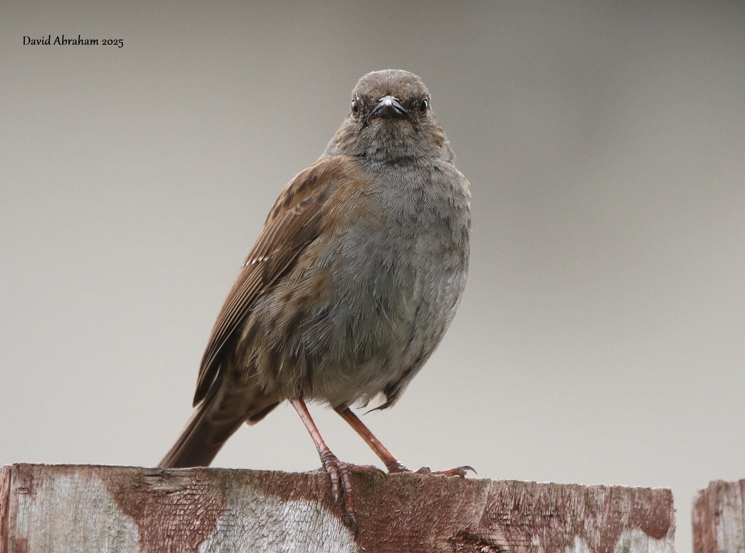 Dunnock 