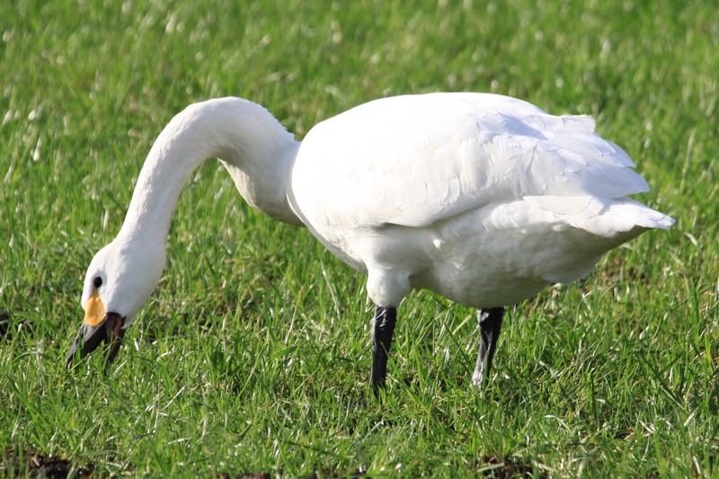 Bewick's Swan