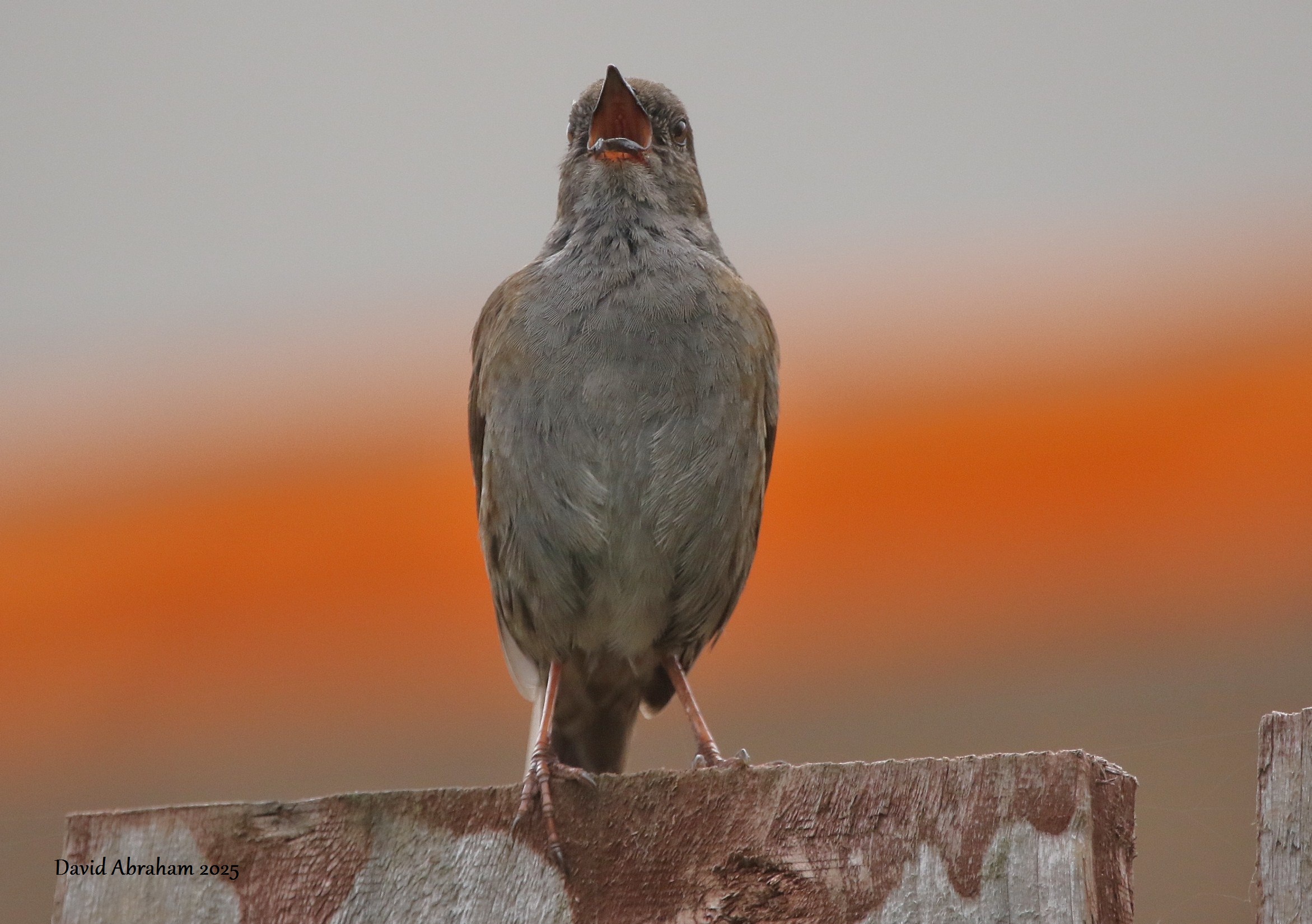Dunnock 