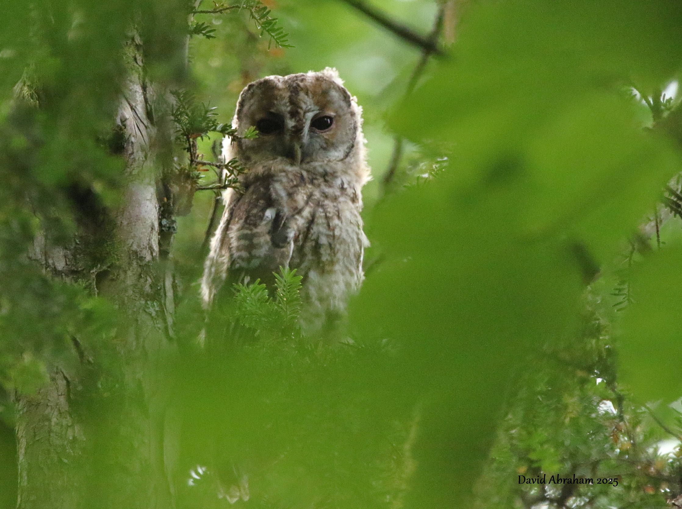 Tawny Owl 