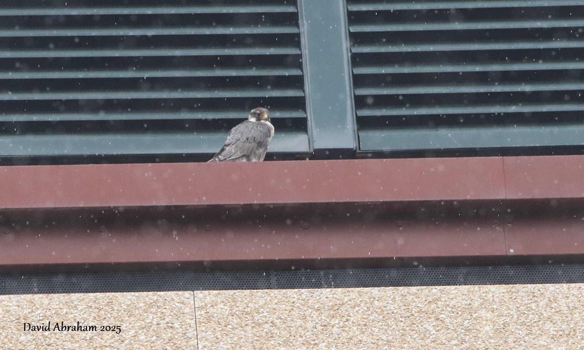 Peregrine 