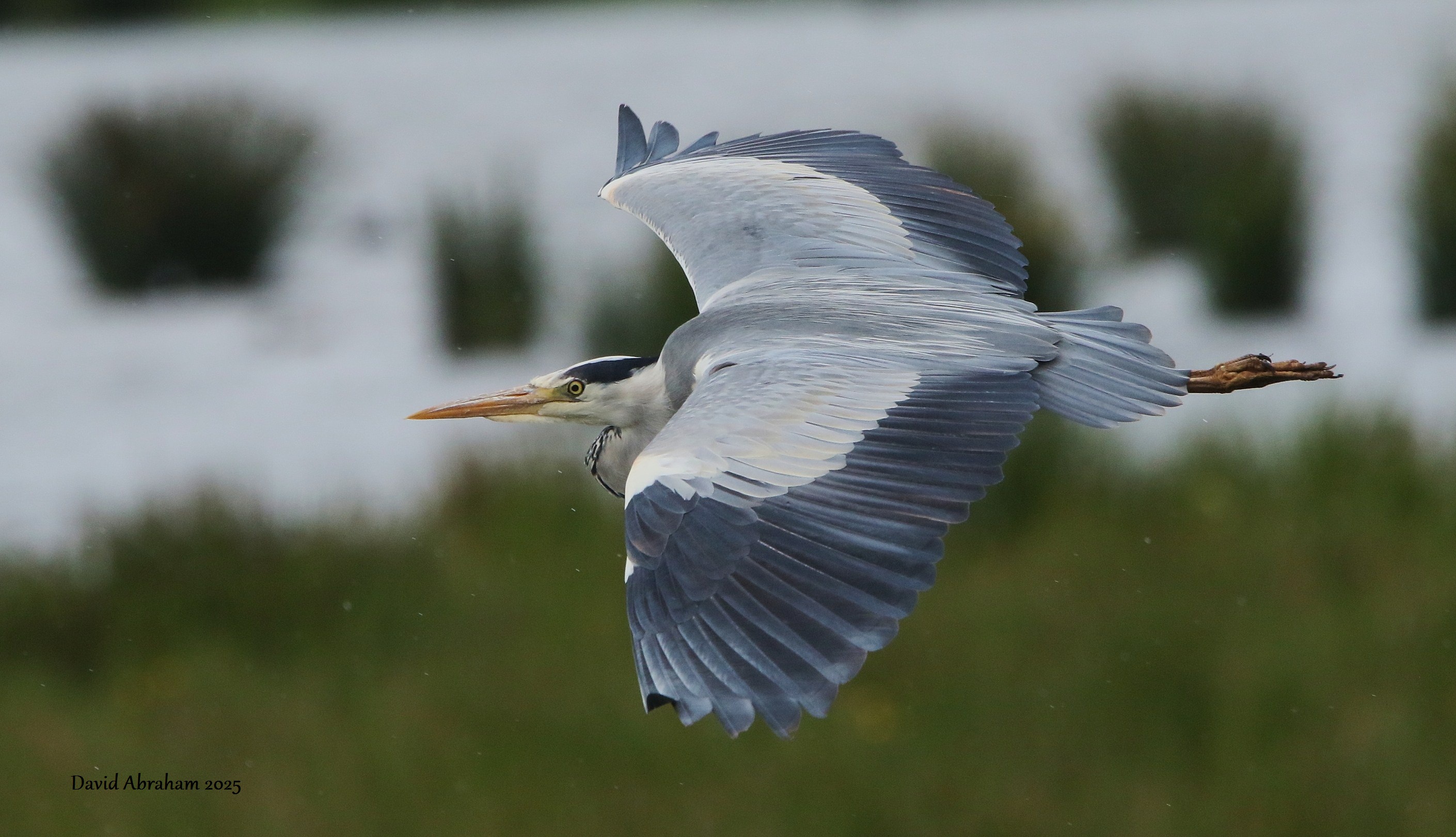 Grey Heron 