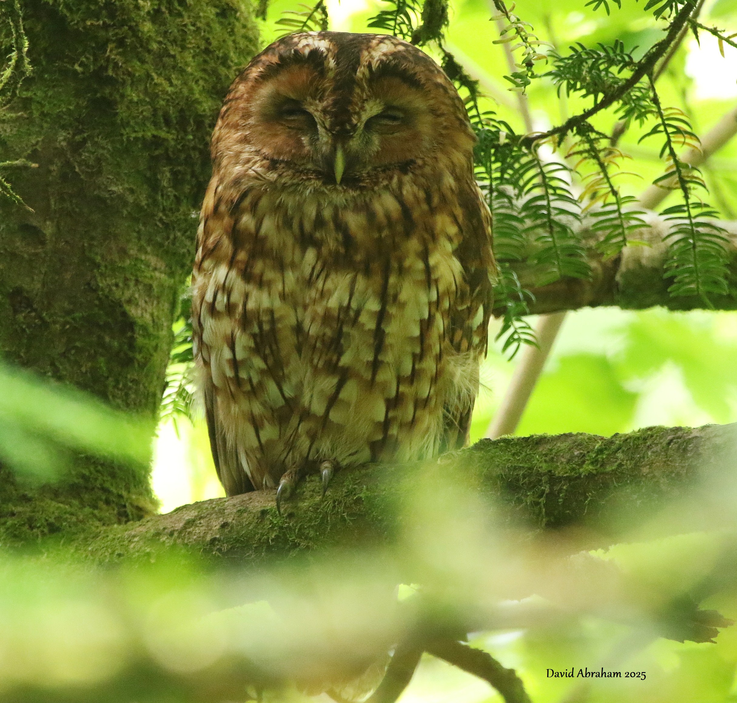 Tawny Owl 