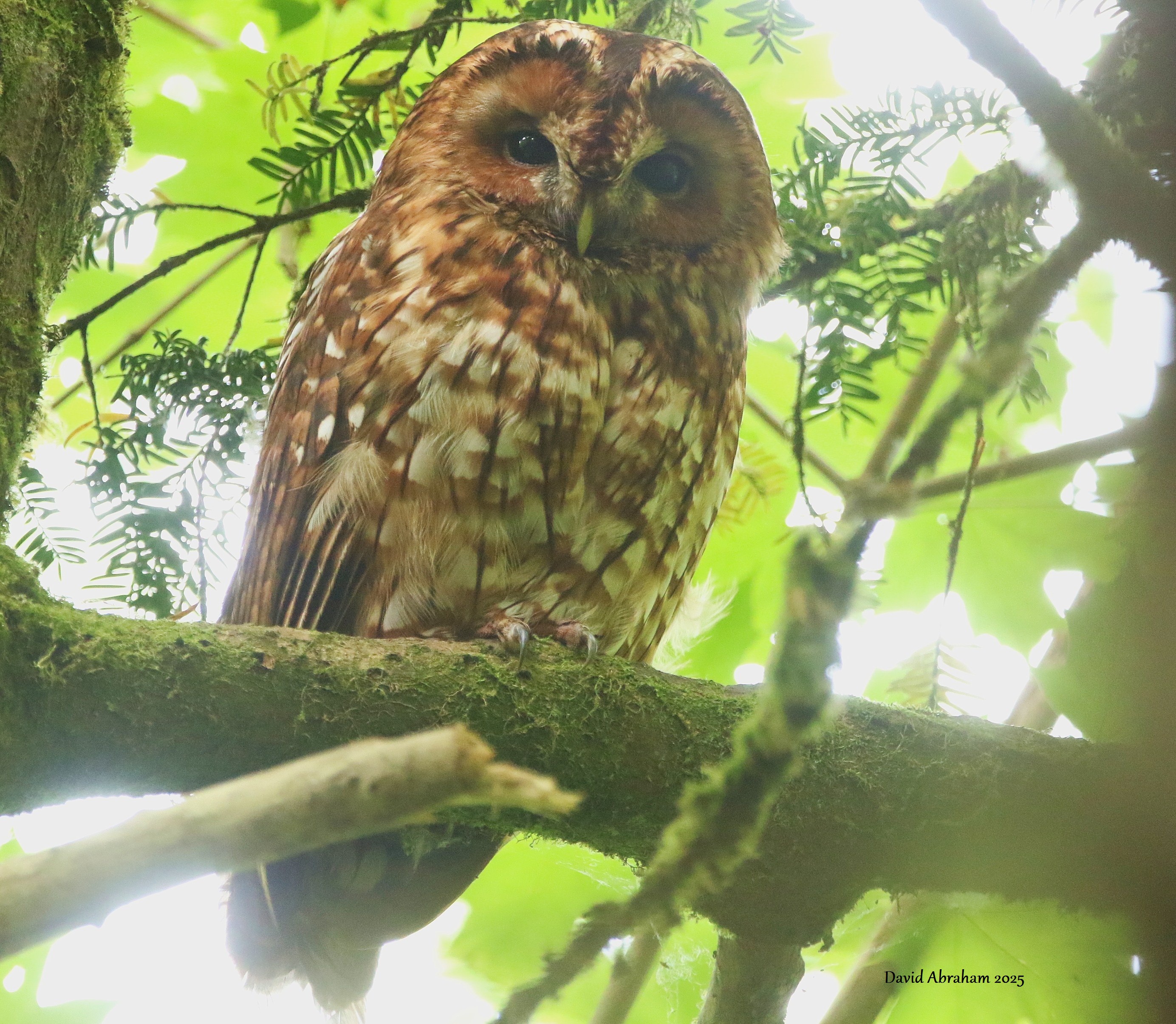 Tawny Owl 