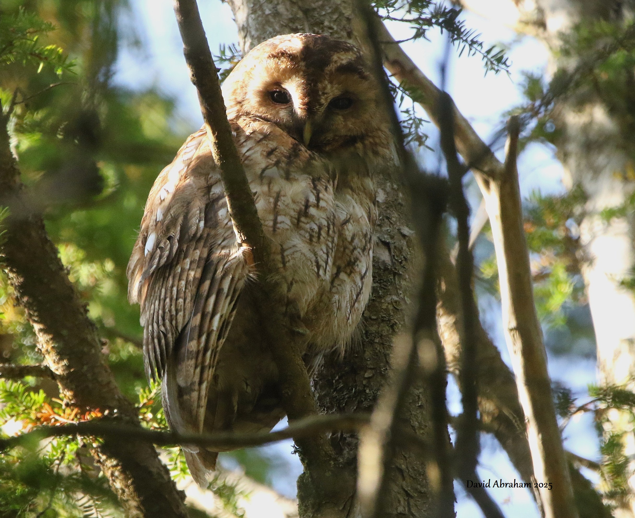 Tawny Owl 