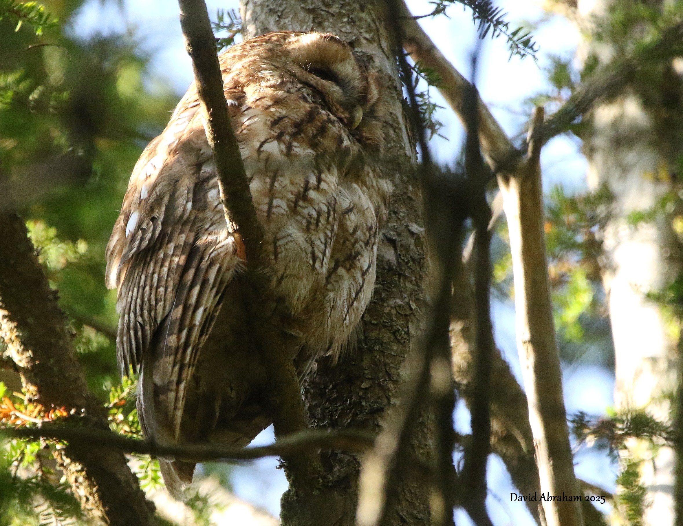 Tawny Owl 