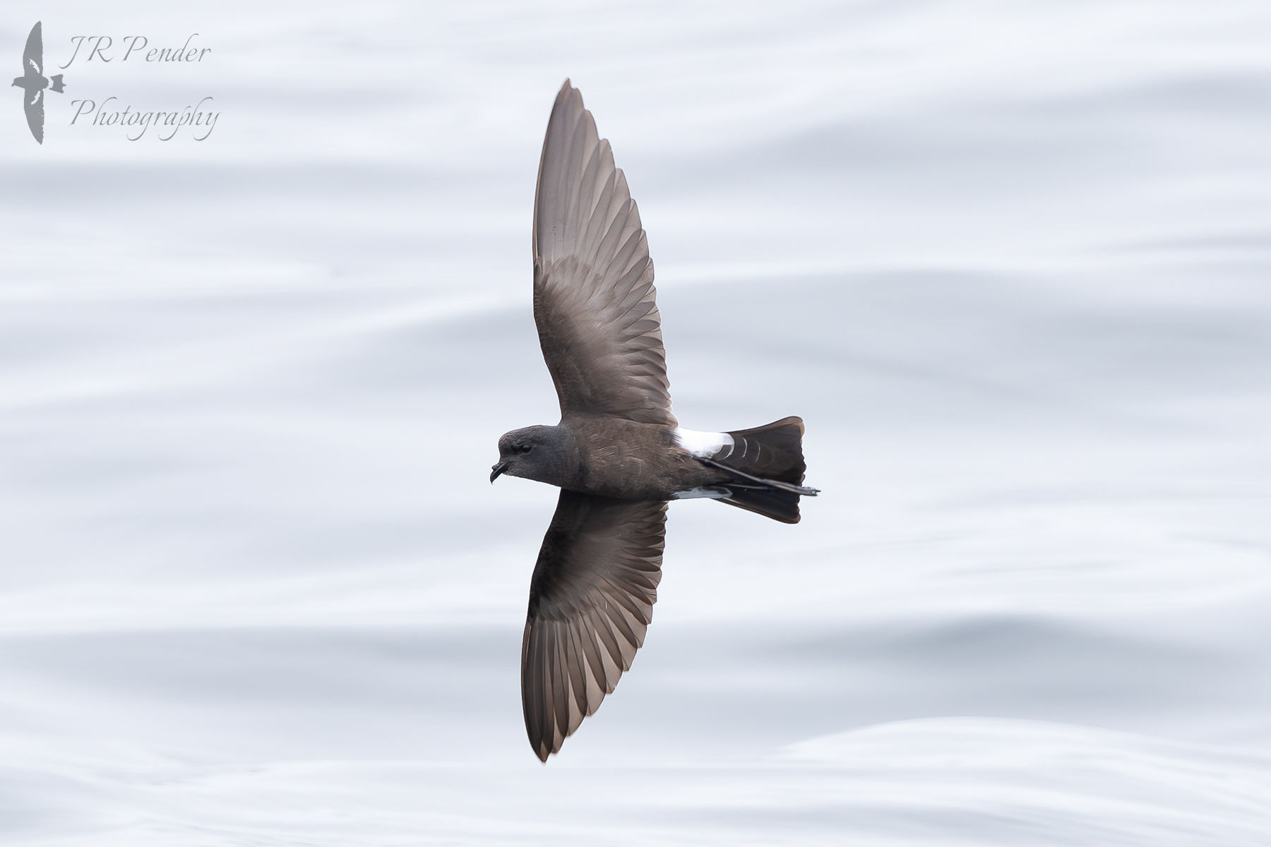 Wilson's Petrel