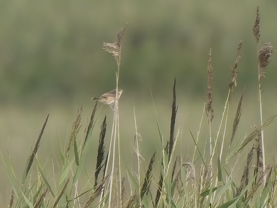 Zitting Cisticola