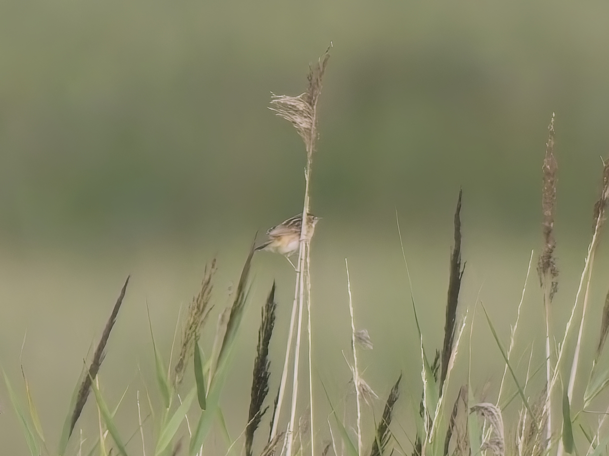 Zitting Cisticola