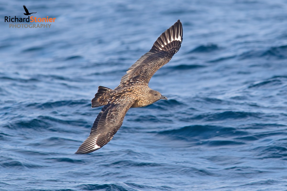 Great Skua