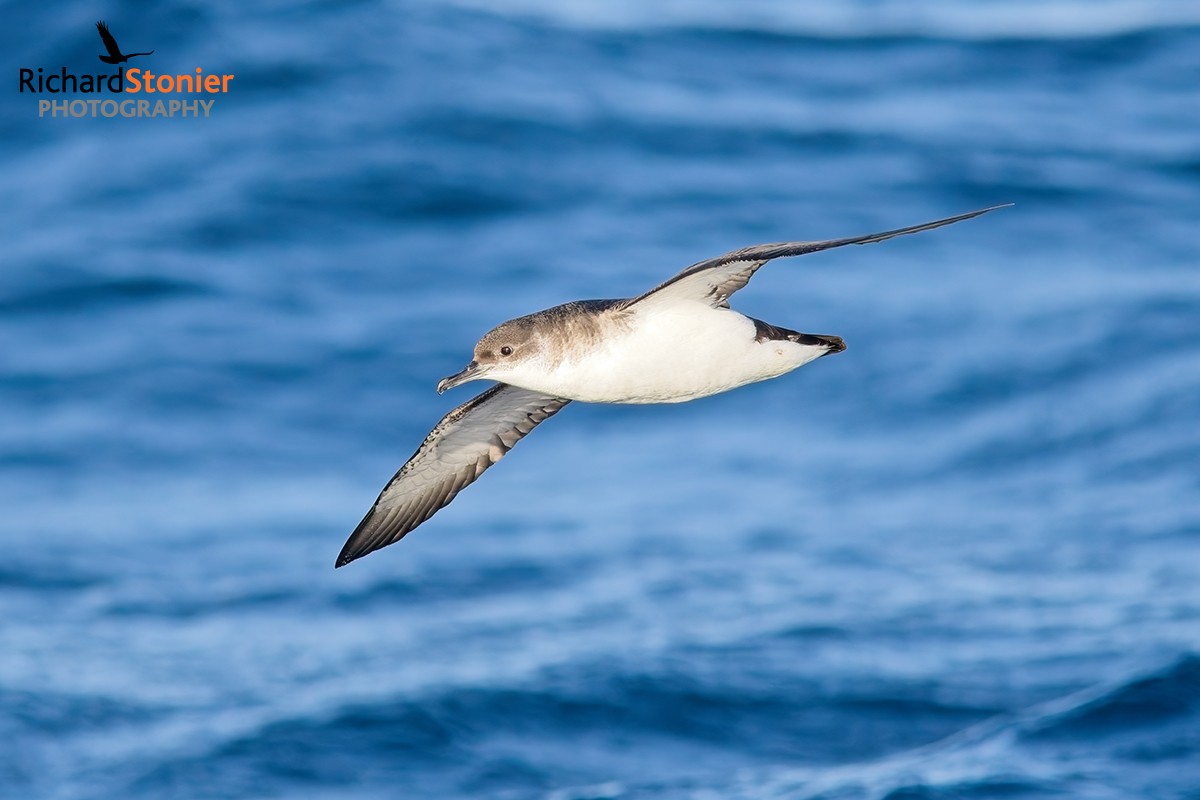Manx Shearwater