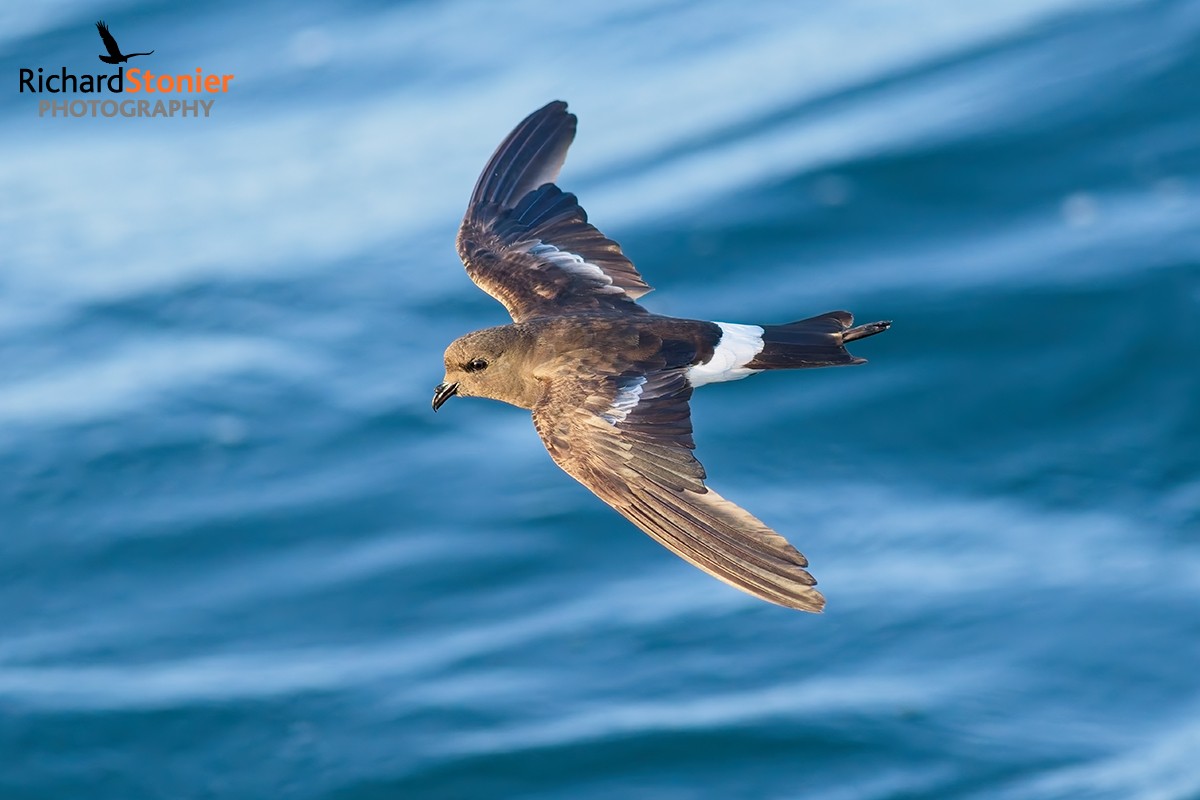 Wilson's Petrel