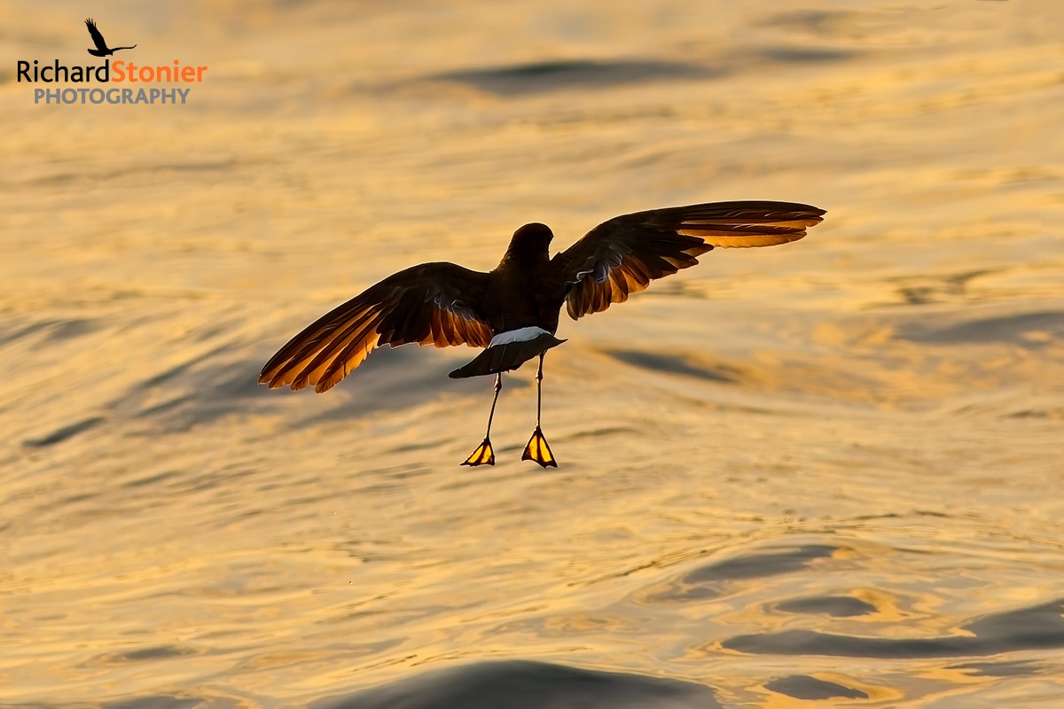 Wilson's Petrel