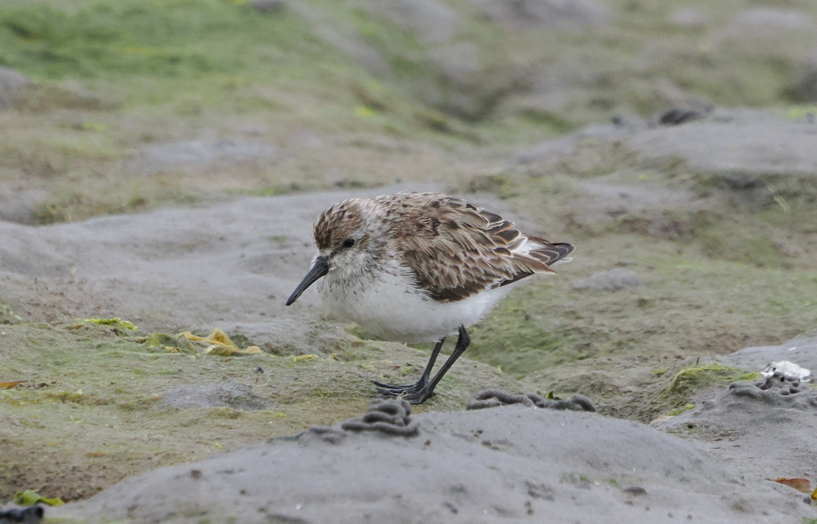 Western Sandpiper
