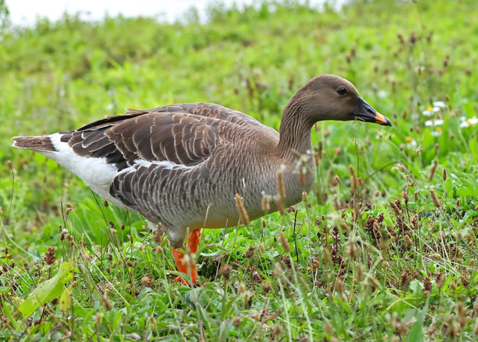 Tundra Bean Goose