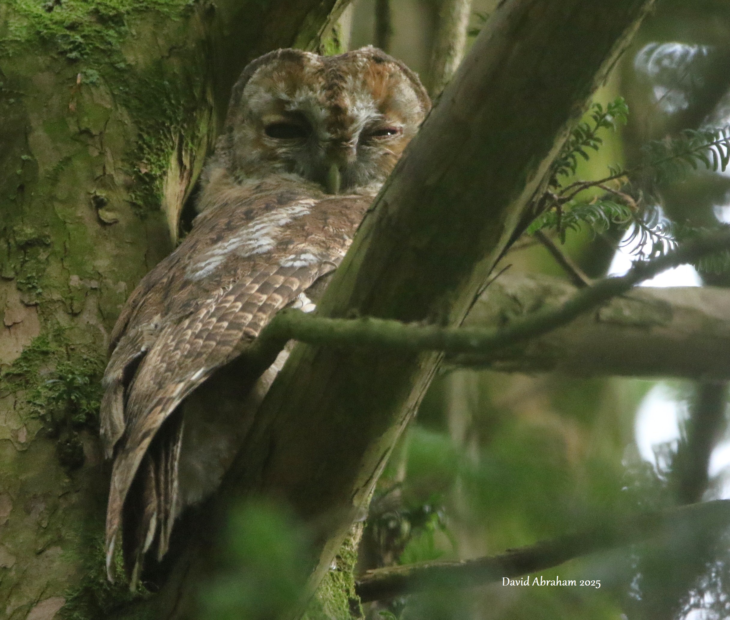 Tawny Owl 