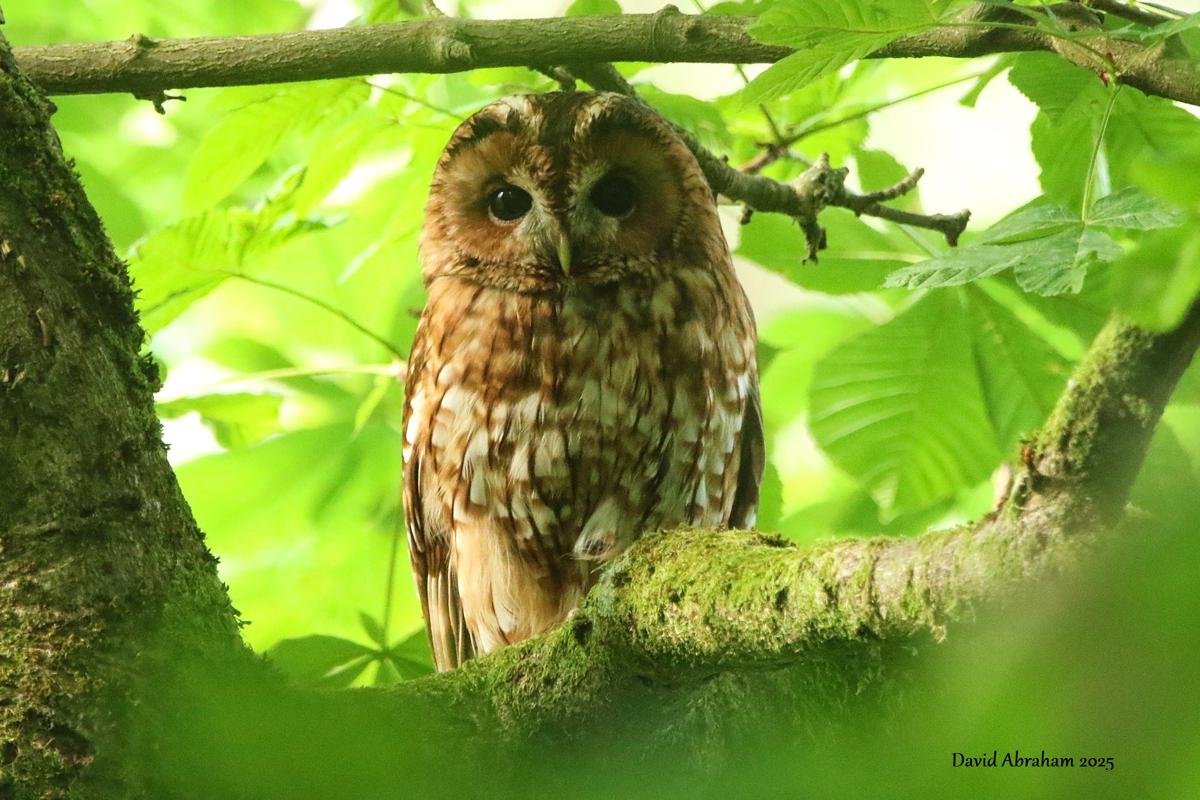 Tawny Owl 