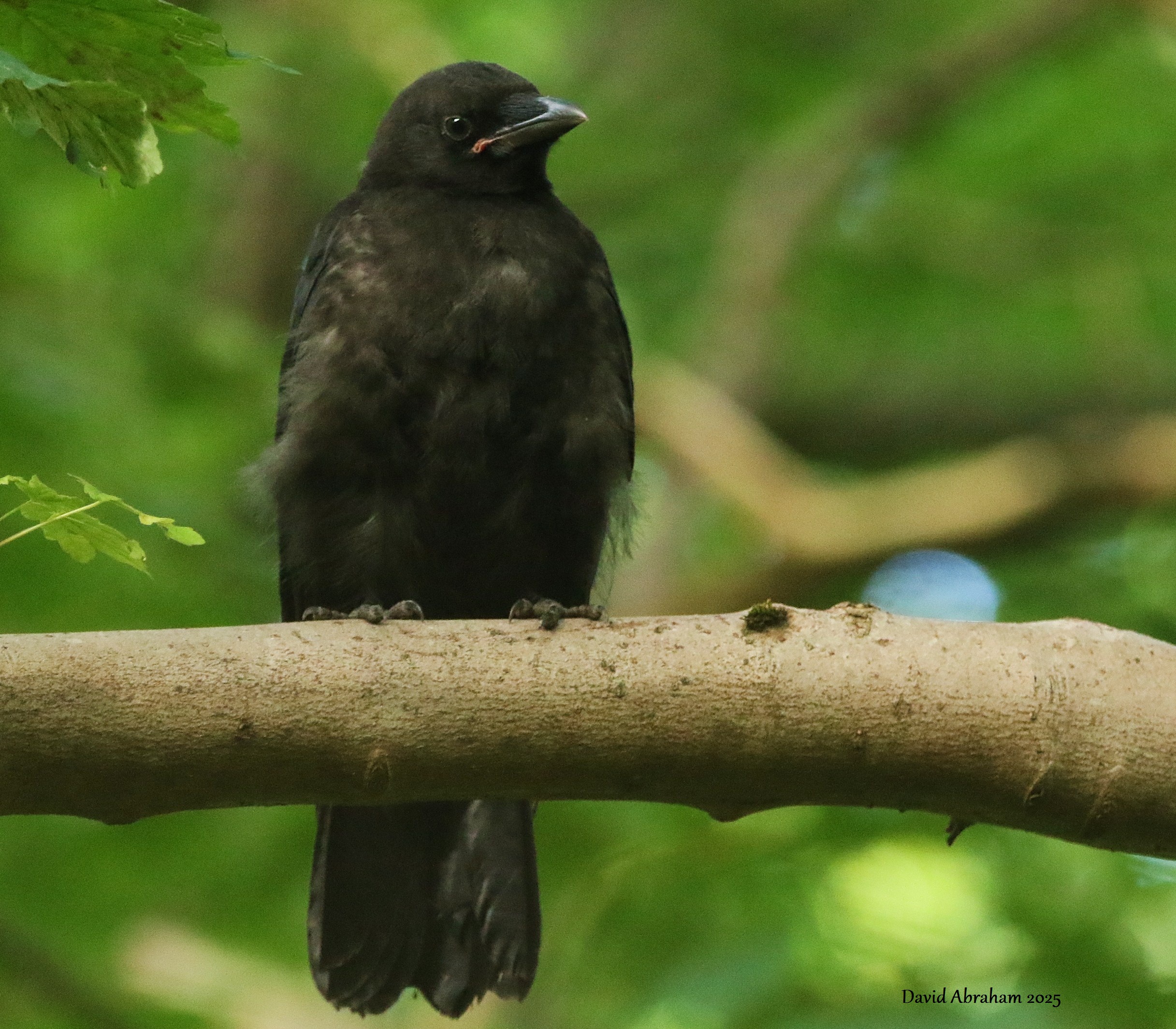 Carrion Crow 