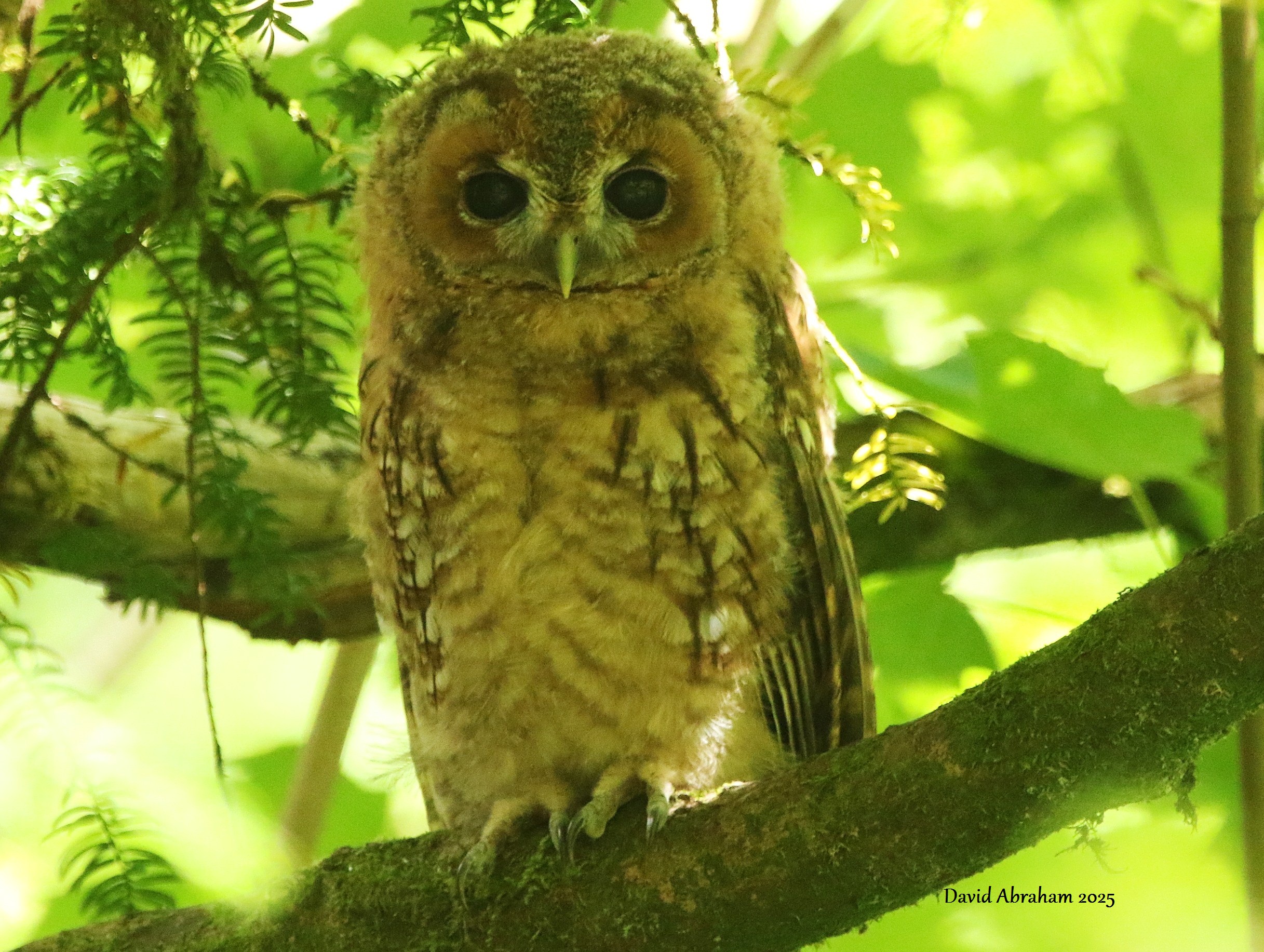 Tawny Owl 