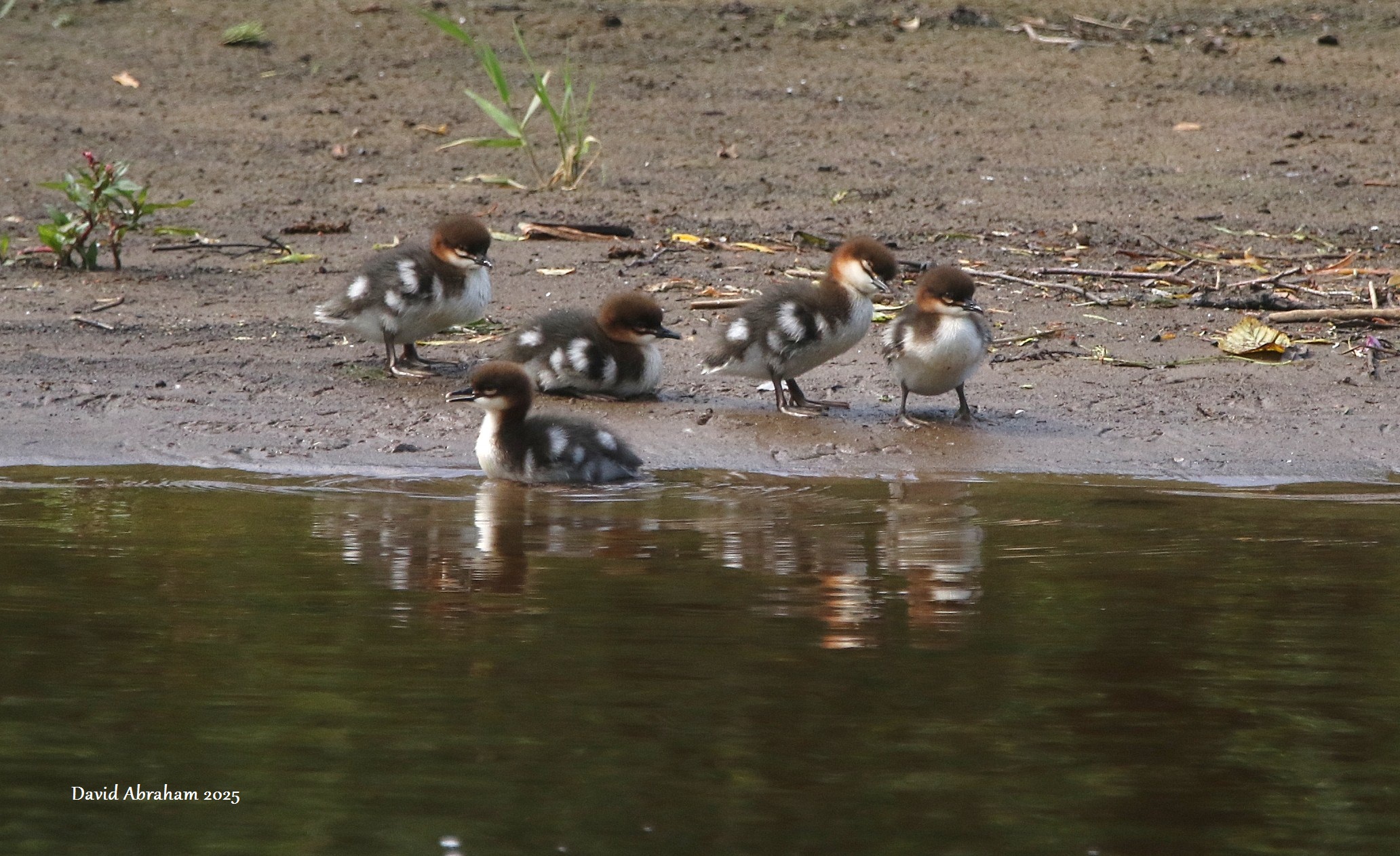 Goosander