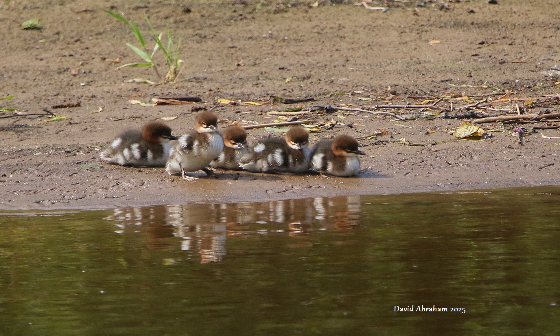 Goosander