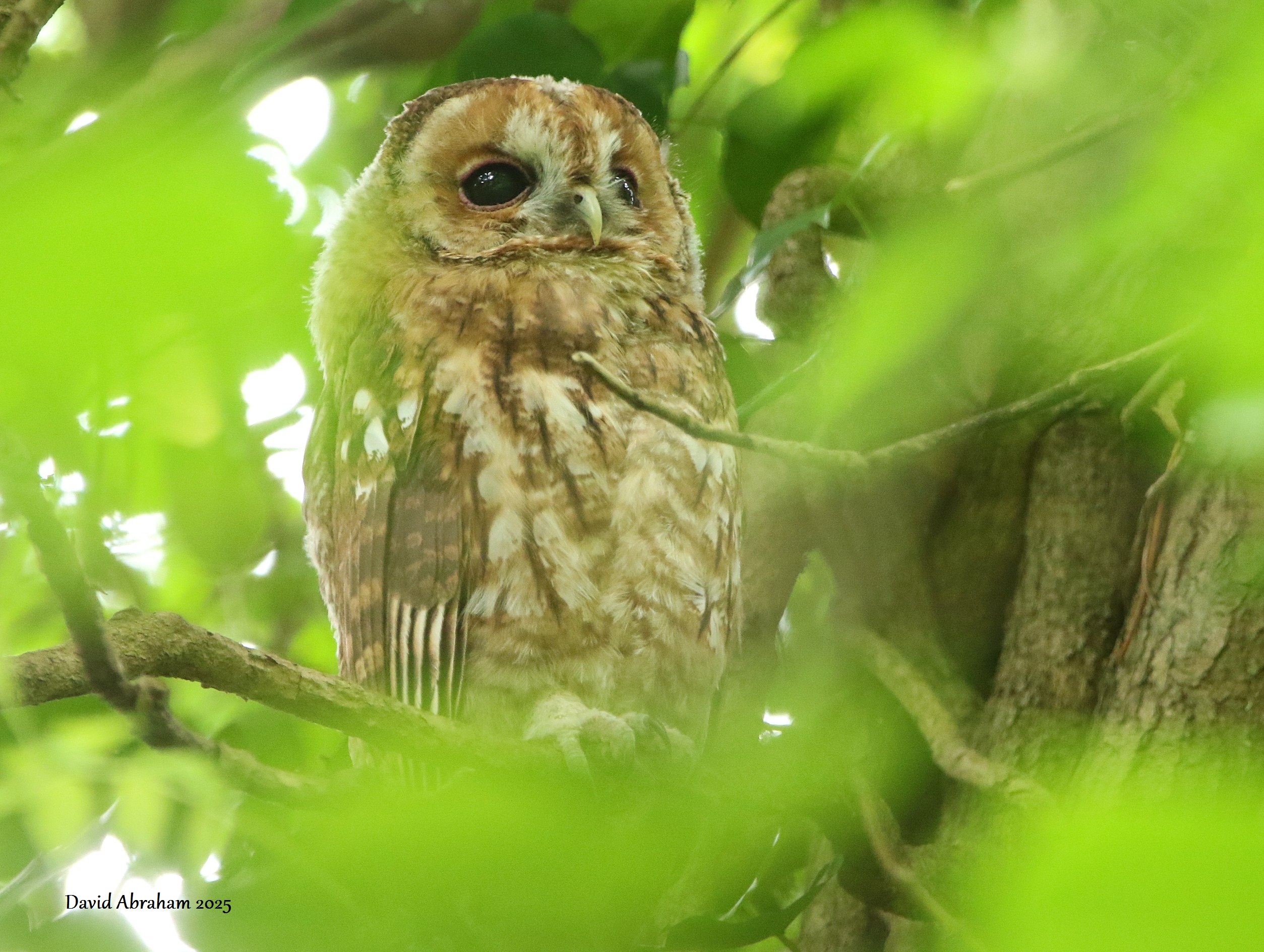 Tawny Owl 
