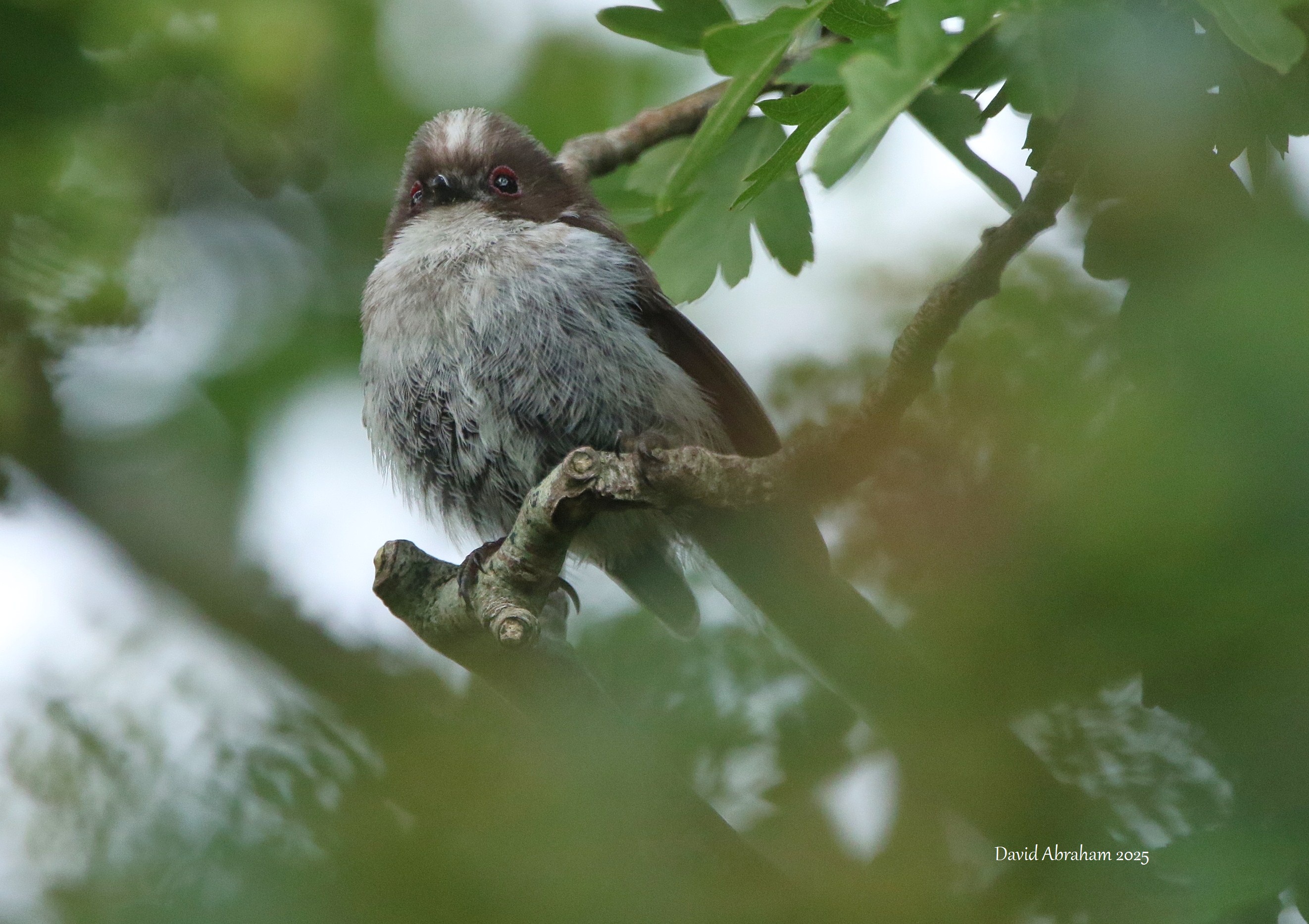 Long-tailed Tit 