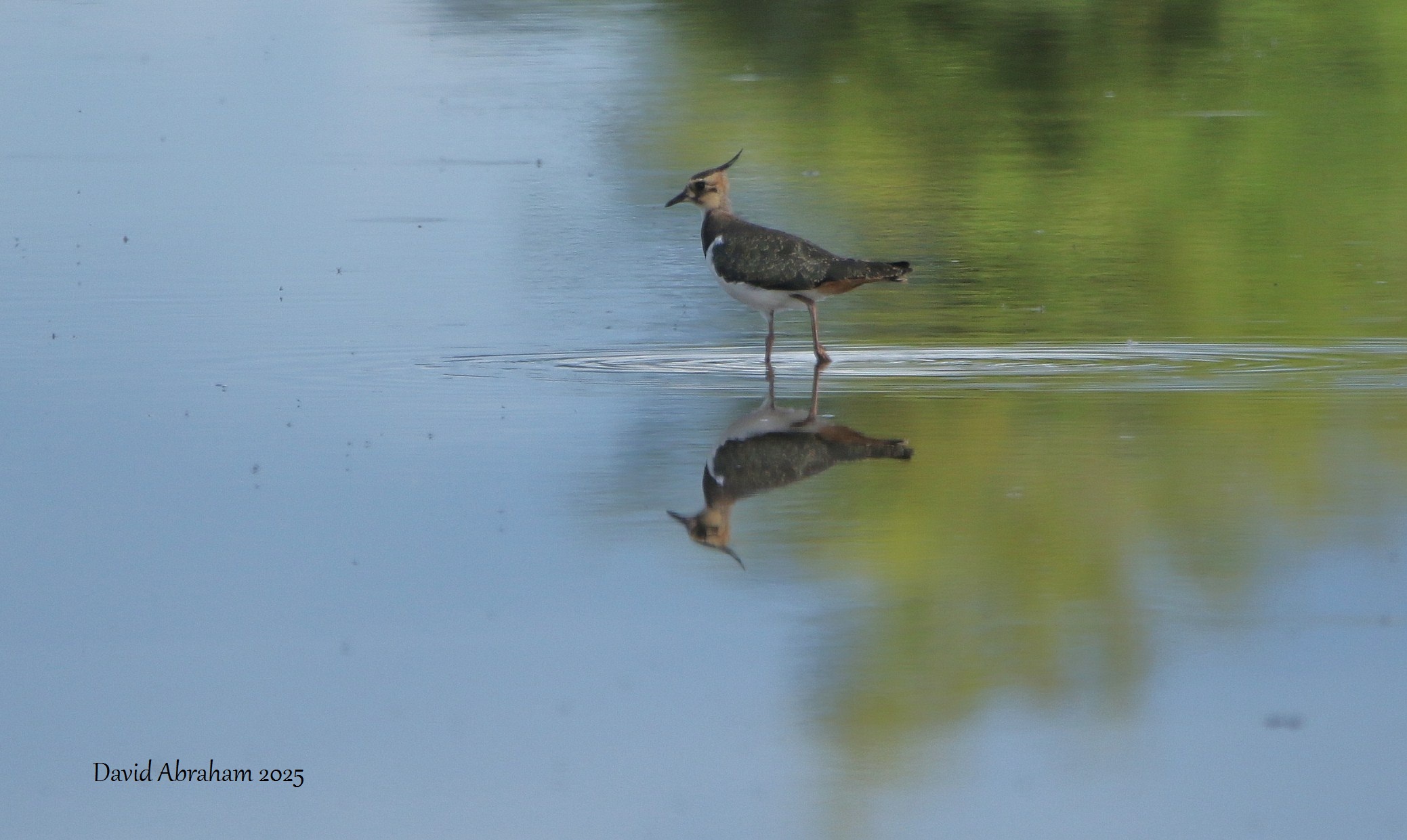 Lapwing 