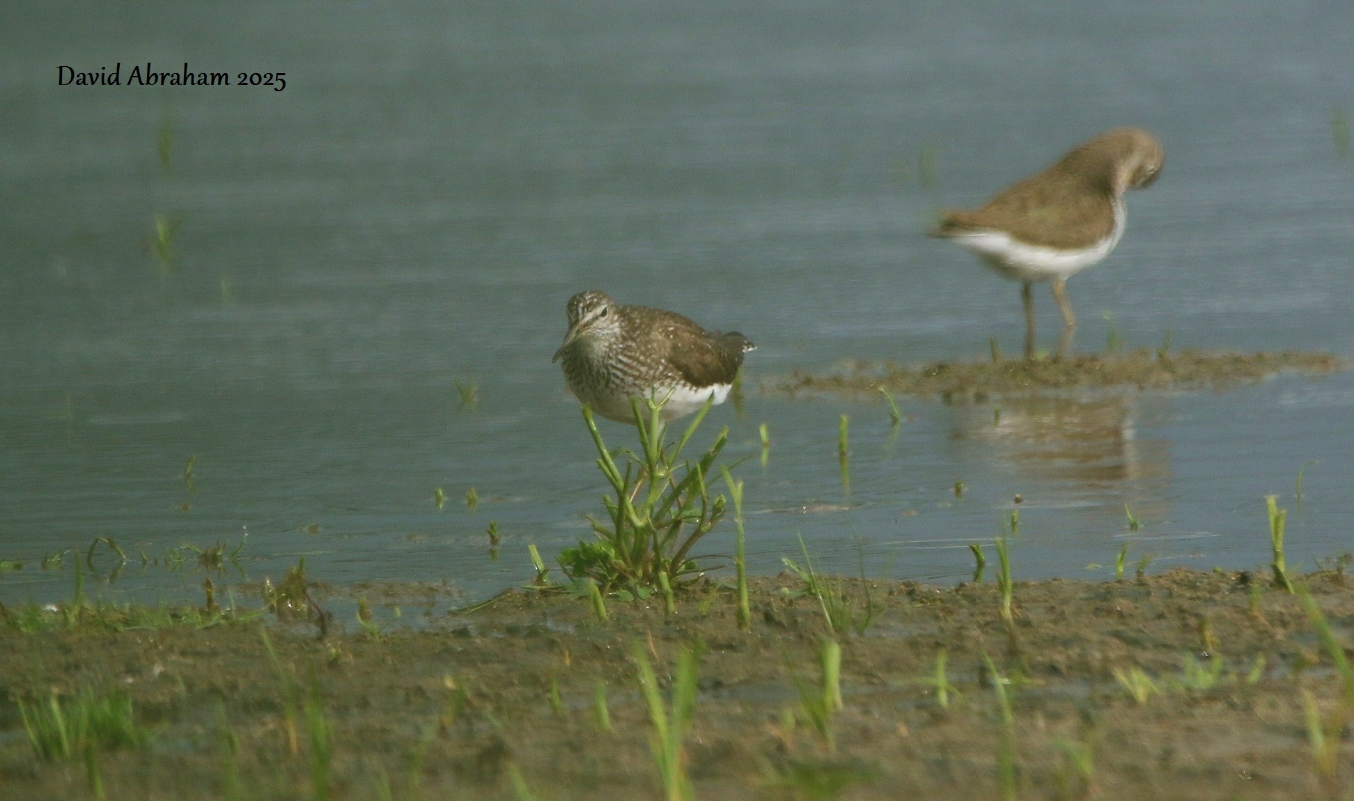 Green Sandpiper 