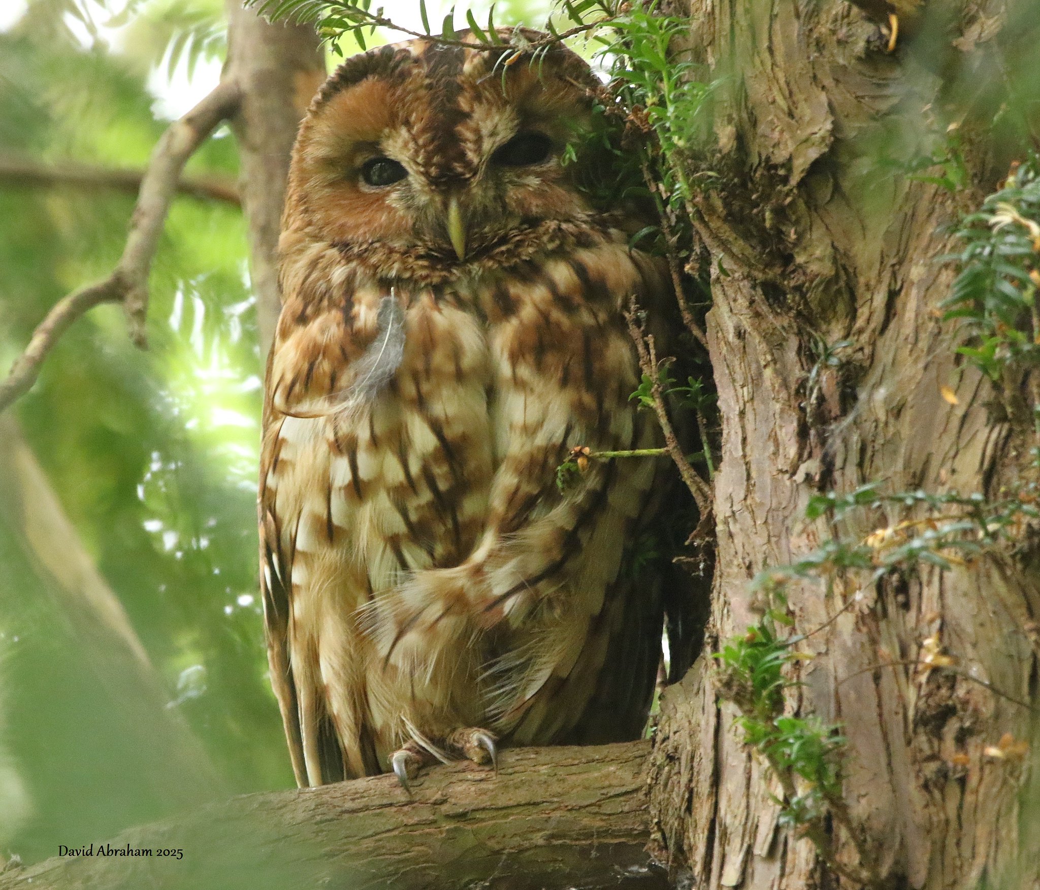 Tawny Owl 