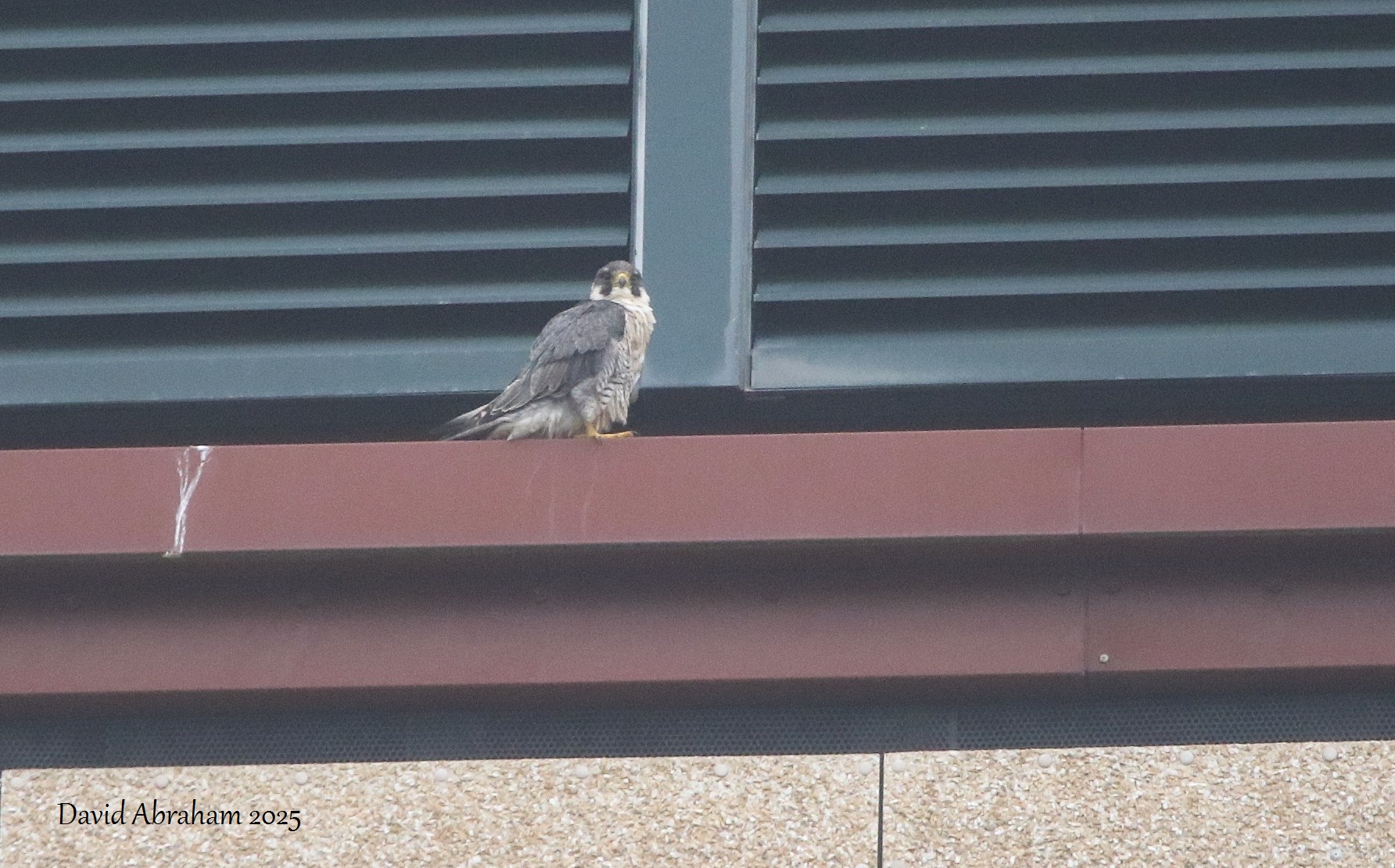 Peregrine 