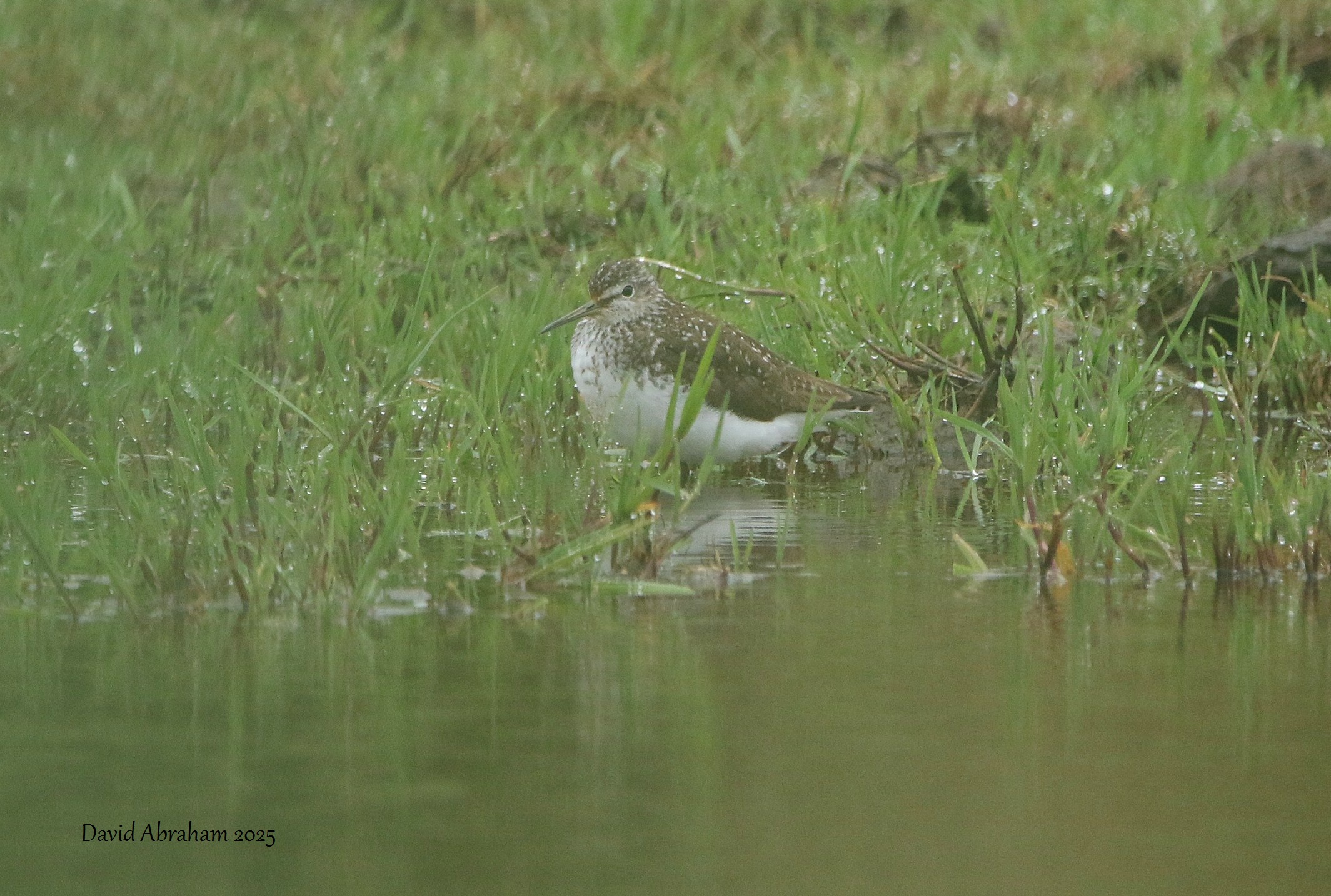 Green Sandpiper 
