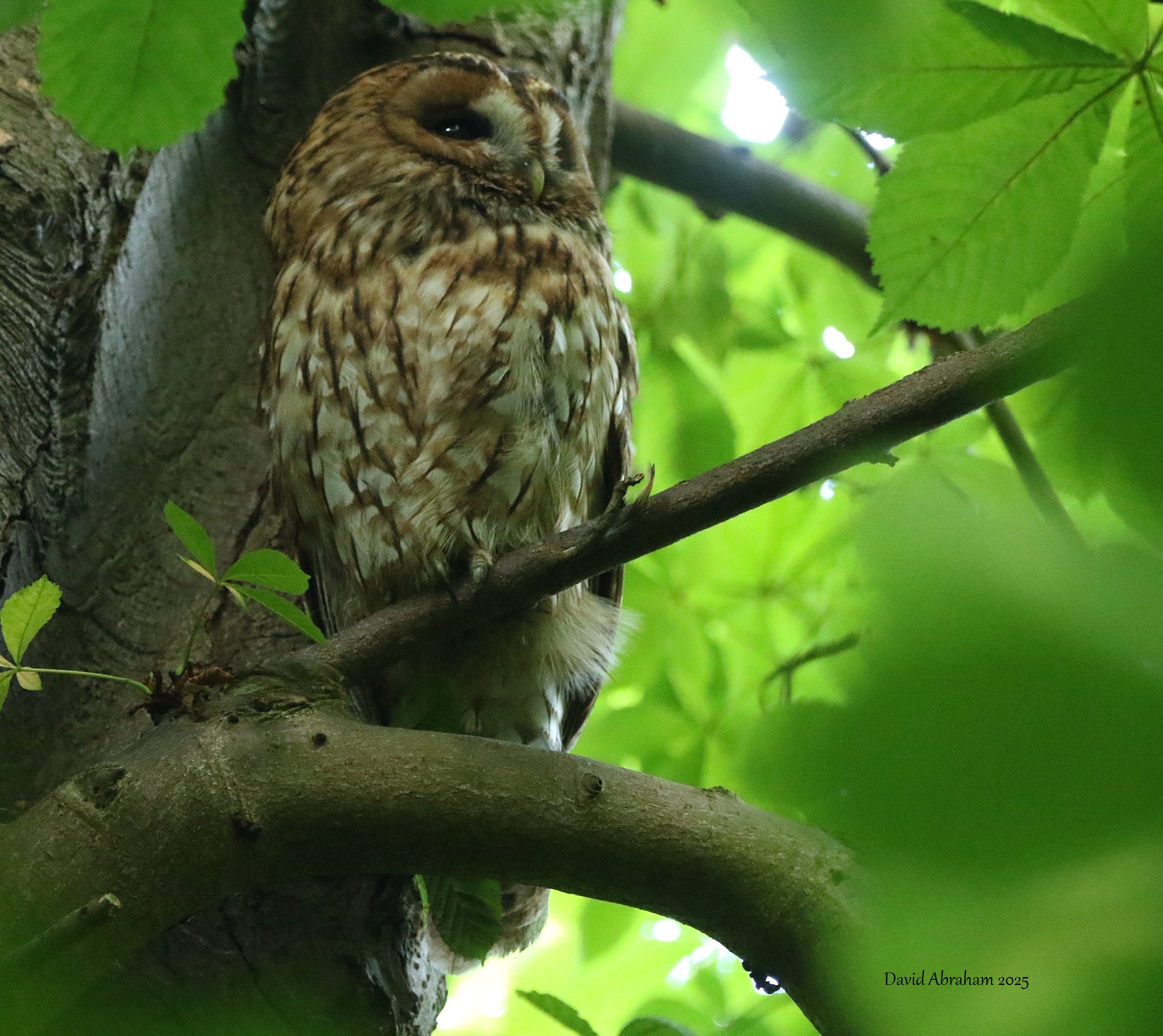 Tawny Owl 