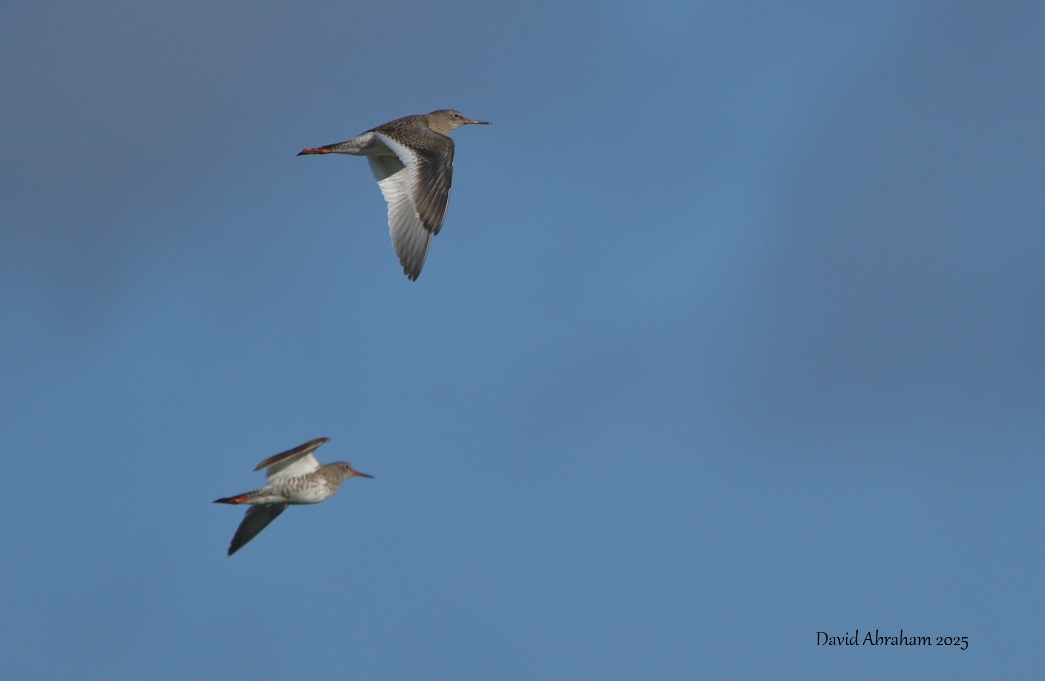 Redshank 