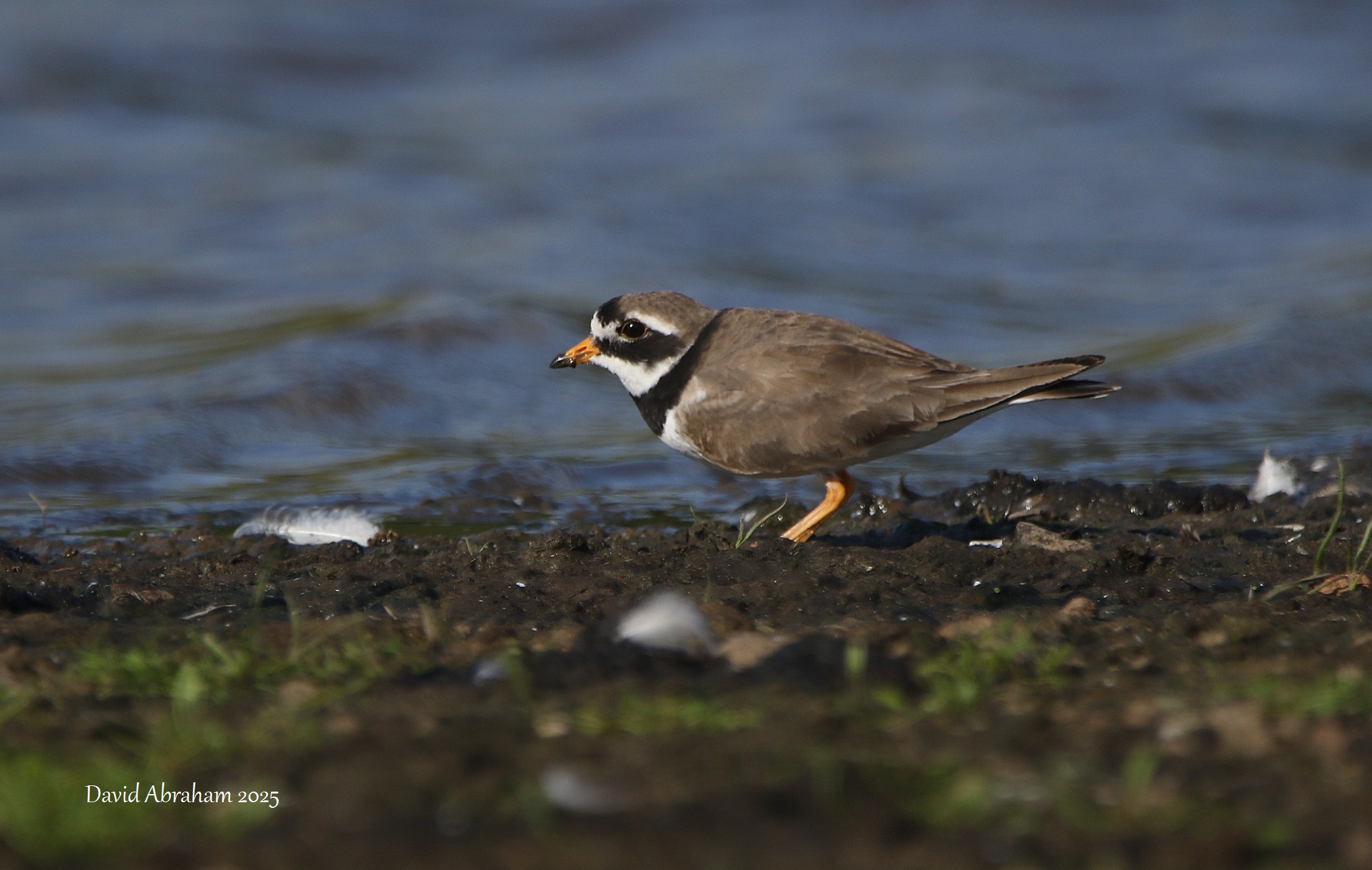 Ringed Plover 