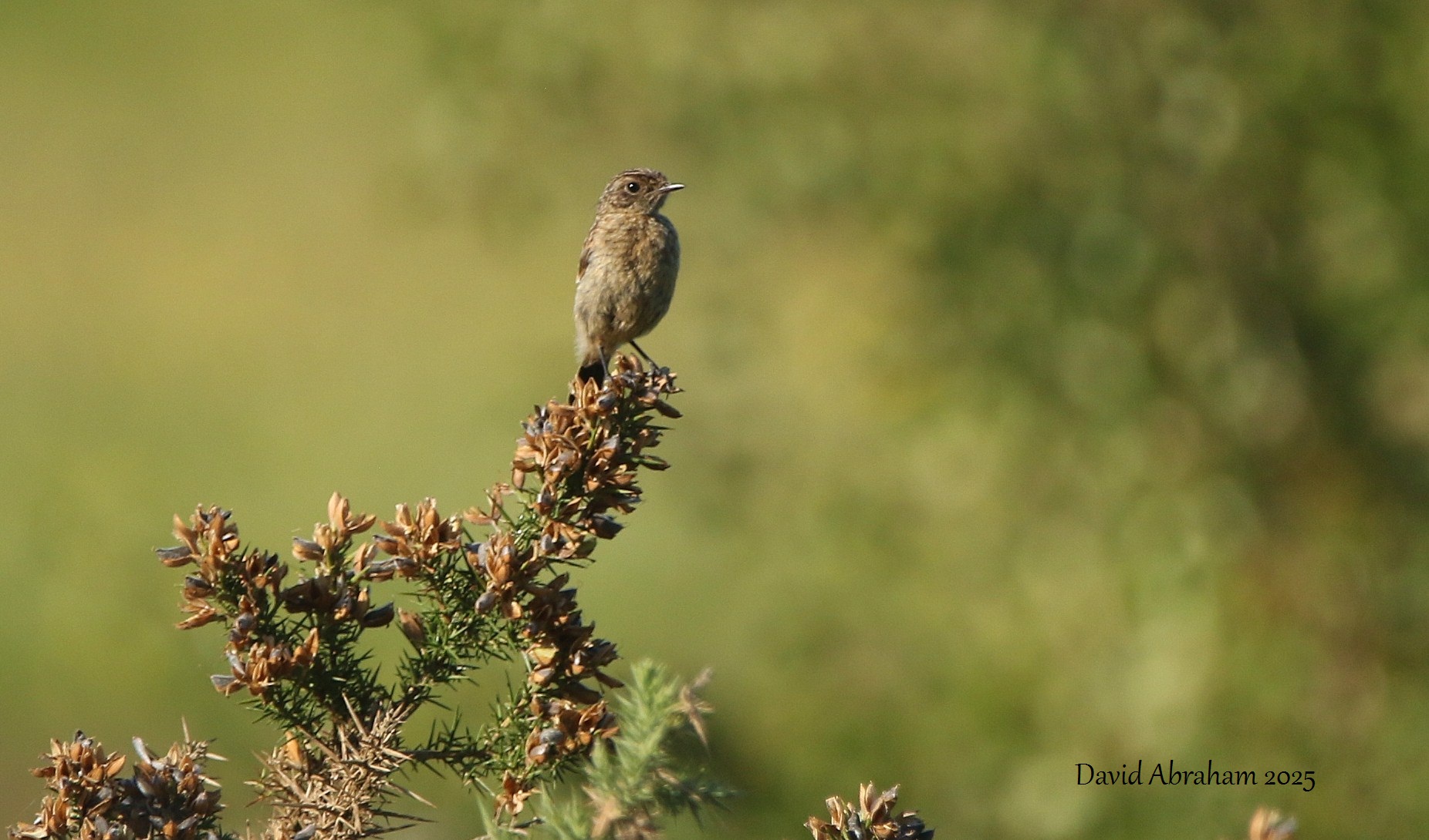 Stonechat 